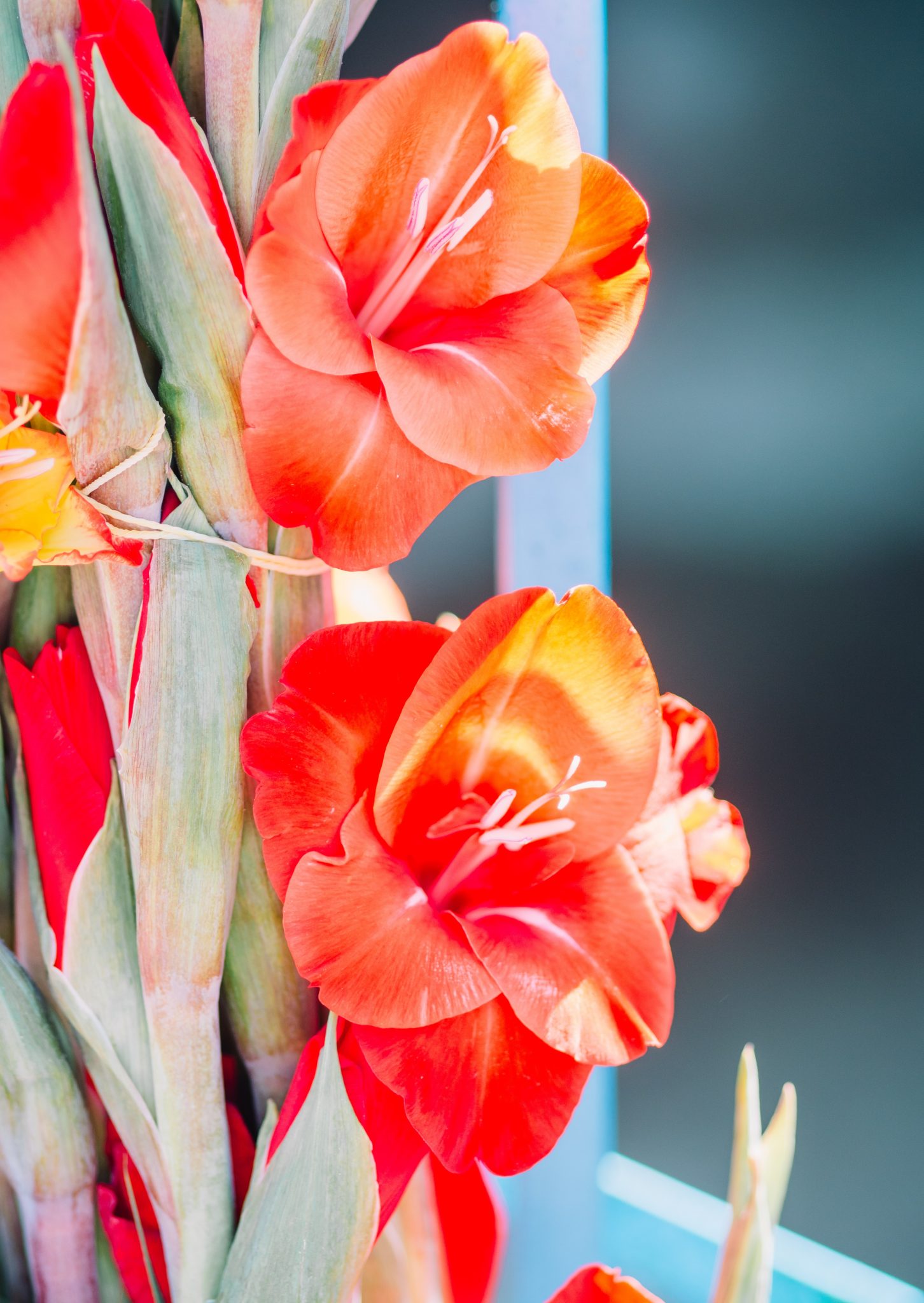 » Is It Too Late To Plant Gladiolus Bulbs?