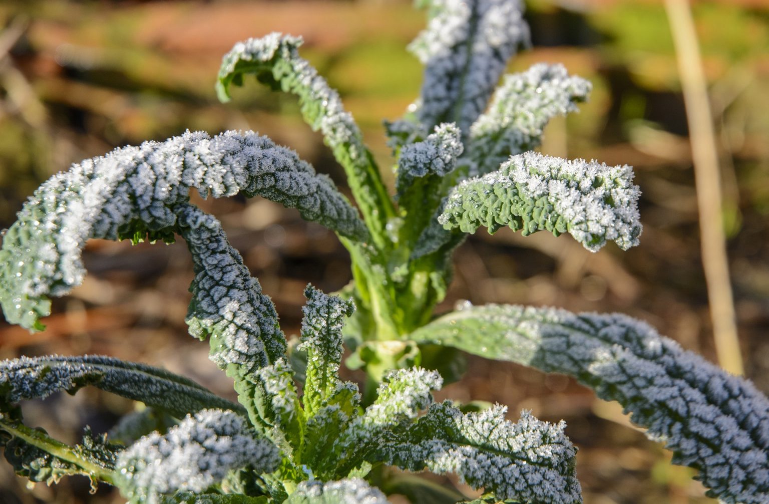 Collard Greens Vs Kale Whats The Difference And How To Tell Them Apart