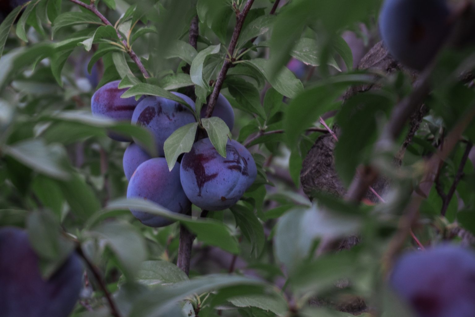 » When Do Plum Trees Bloom? (The Type Of Tree Matters)