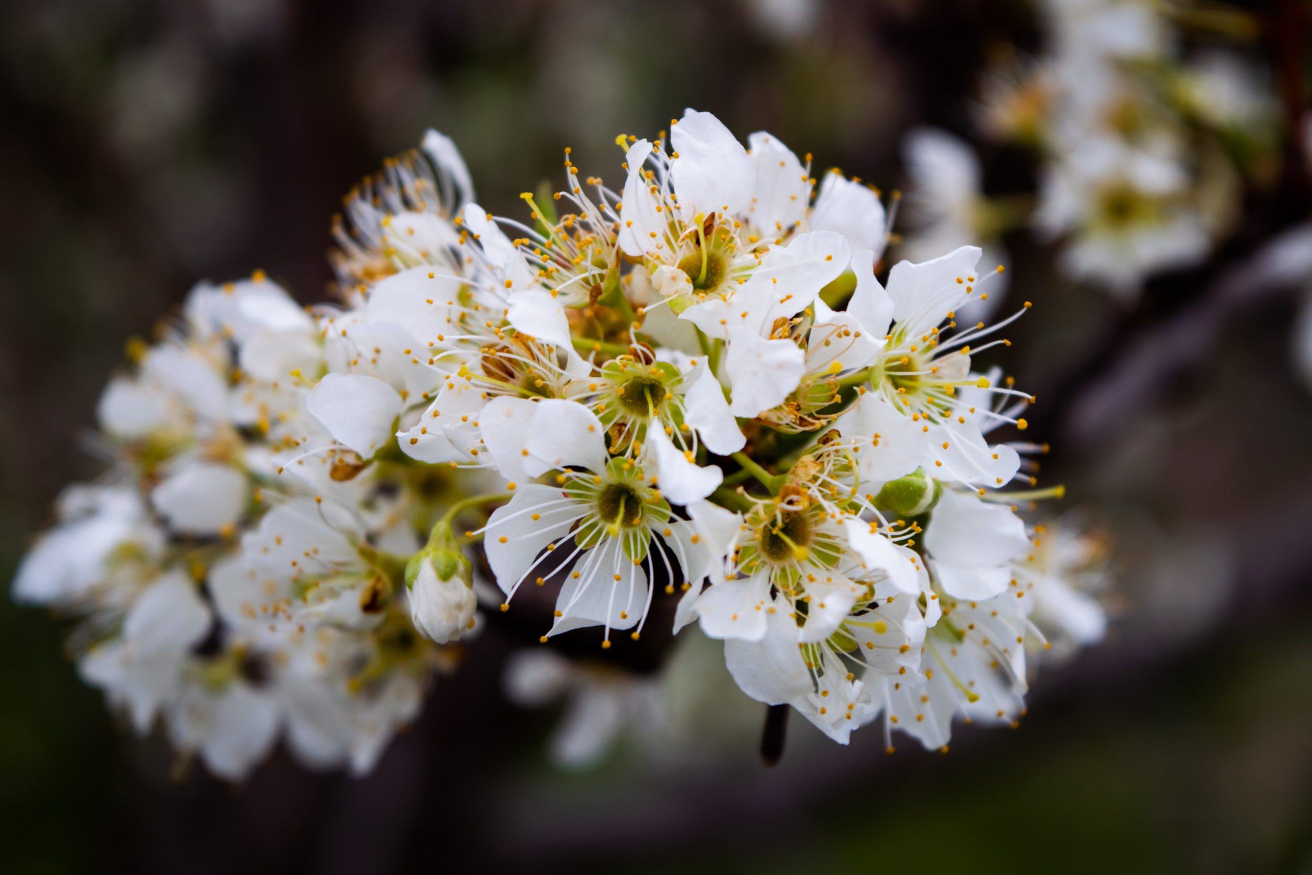 When Do Plum Trees Bloom? (The Type Of Tree Matters)