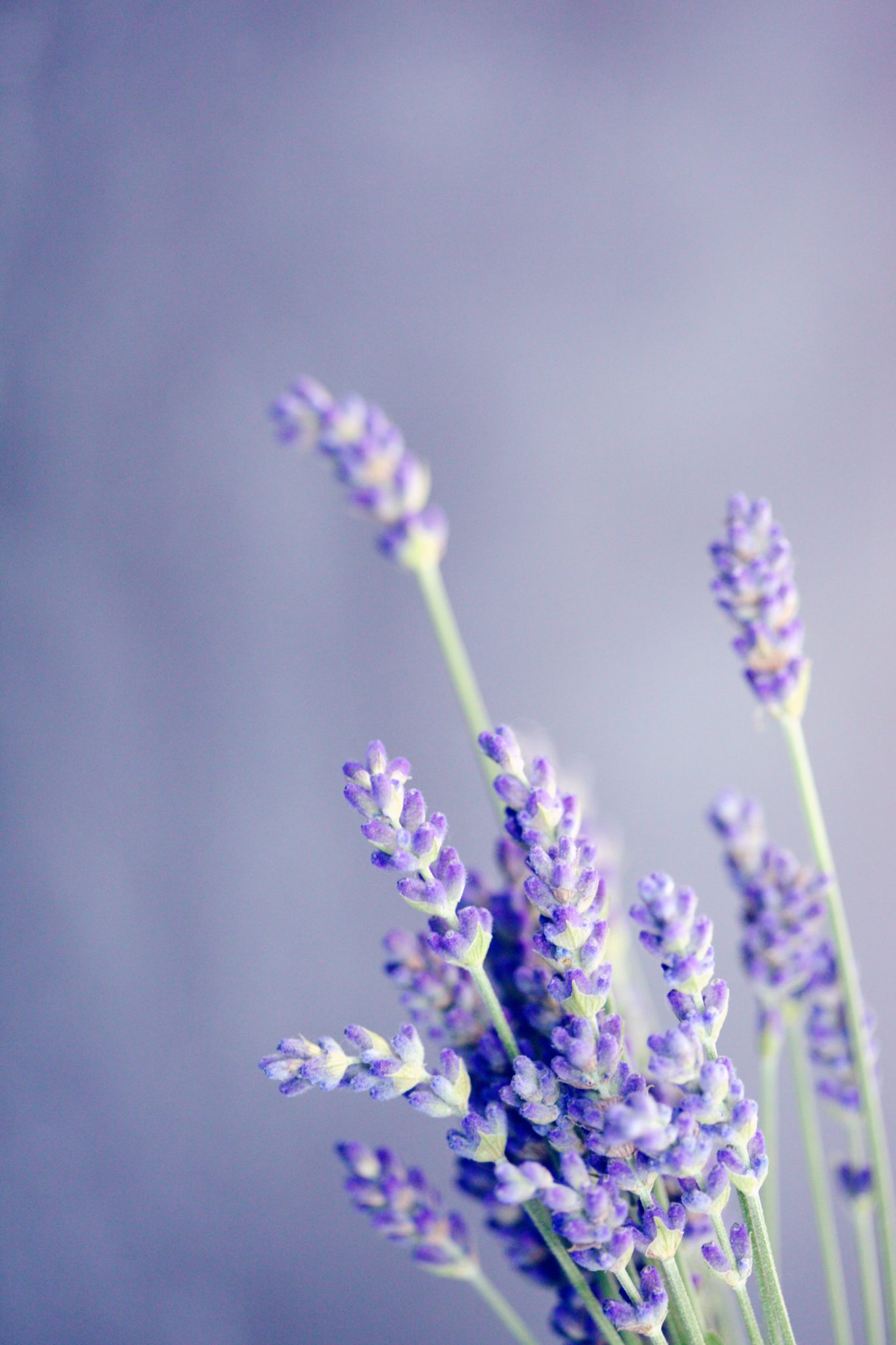 » Can You Propagate Lavender In Water? (Here’s How To Do It)