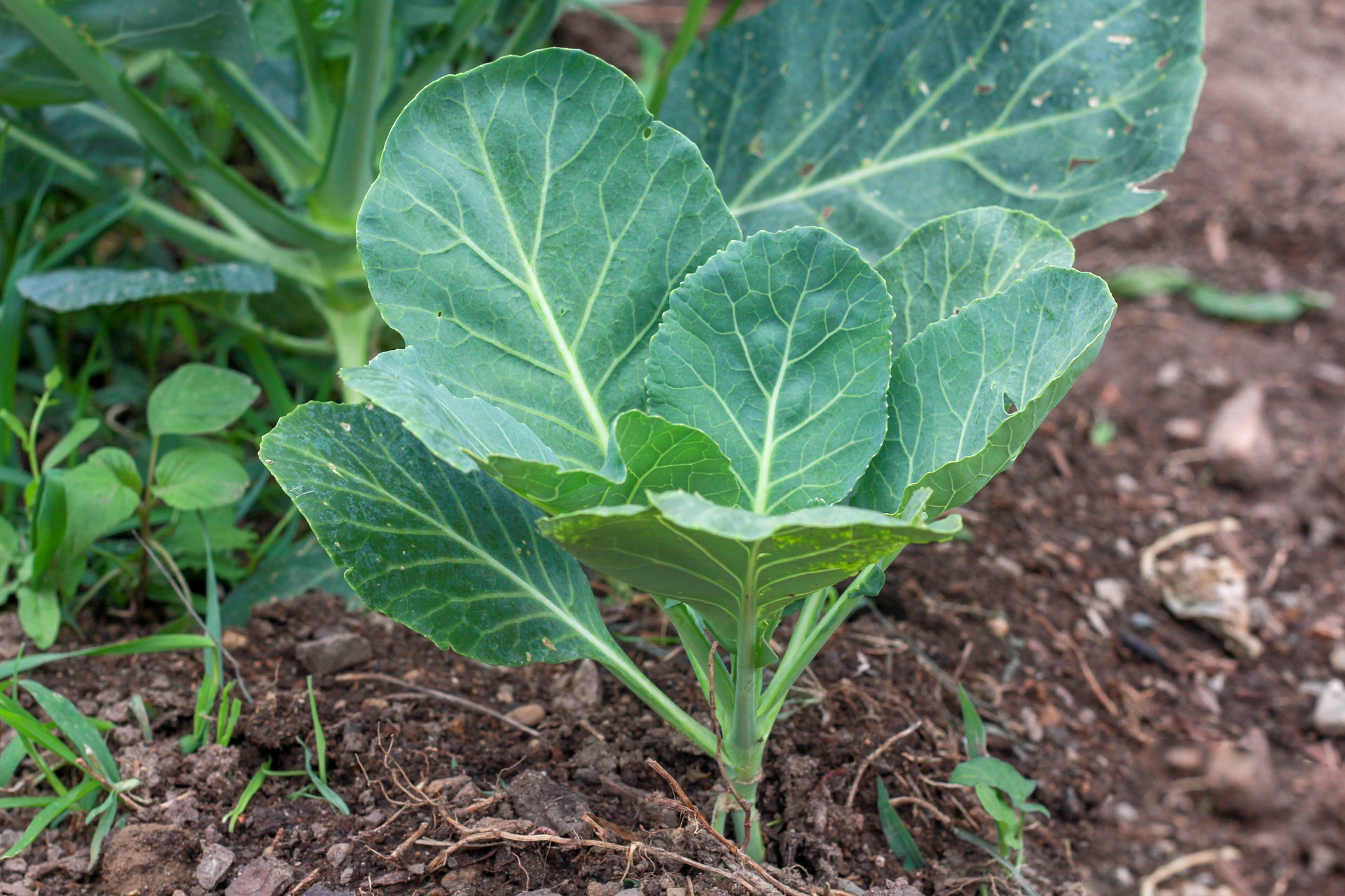 » Collard Greens Vs Kale What’s the Difference And How To Tell Them Apart