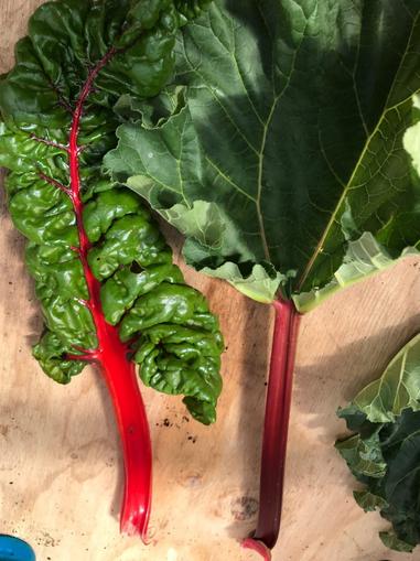 Is Swiss Chard And Rhubarb The Same Thing How Do You Tell The Difference