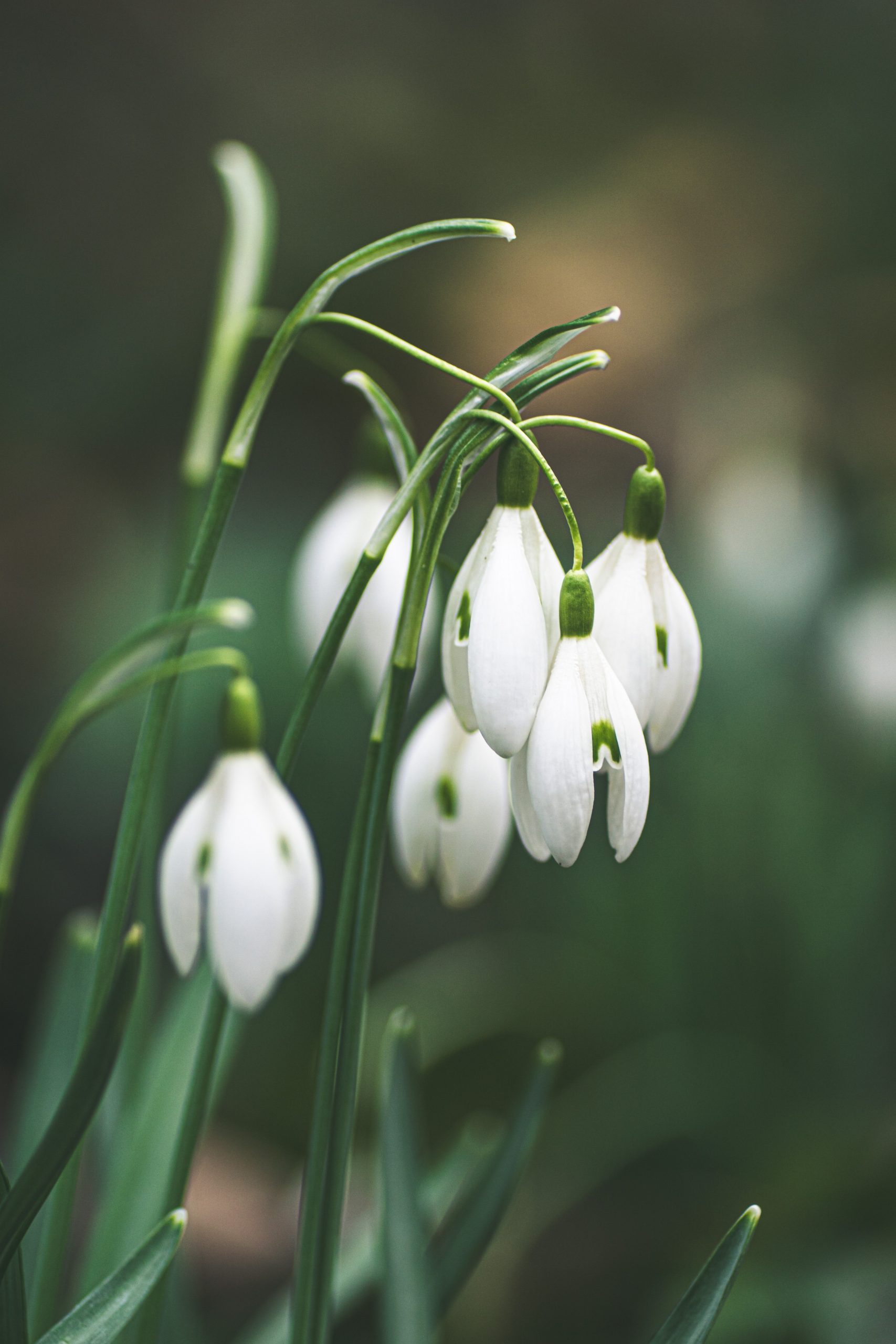 Do Snowdrops Flower The First Year?