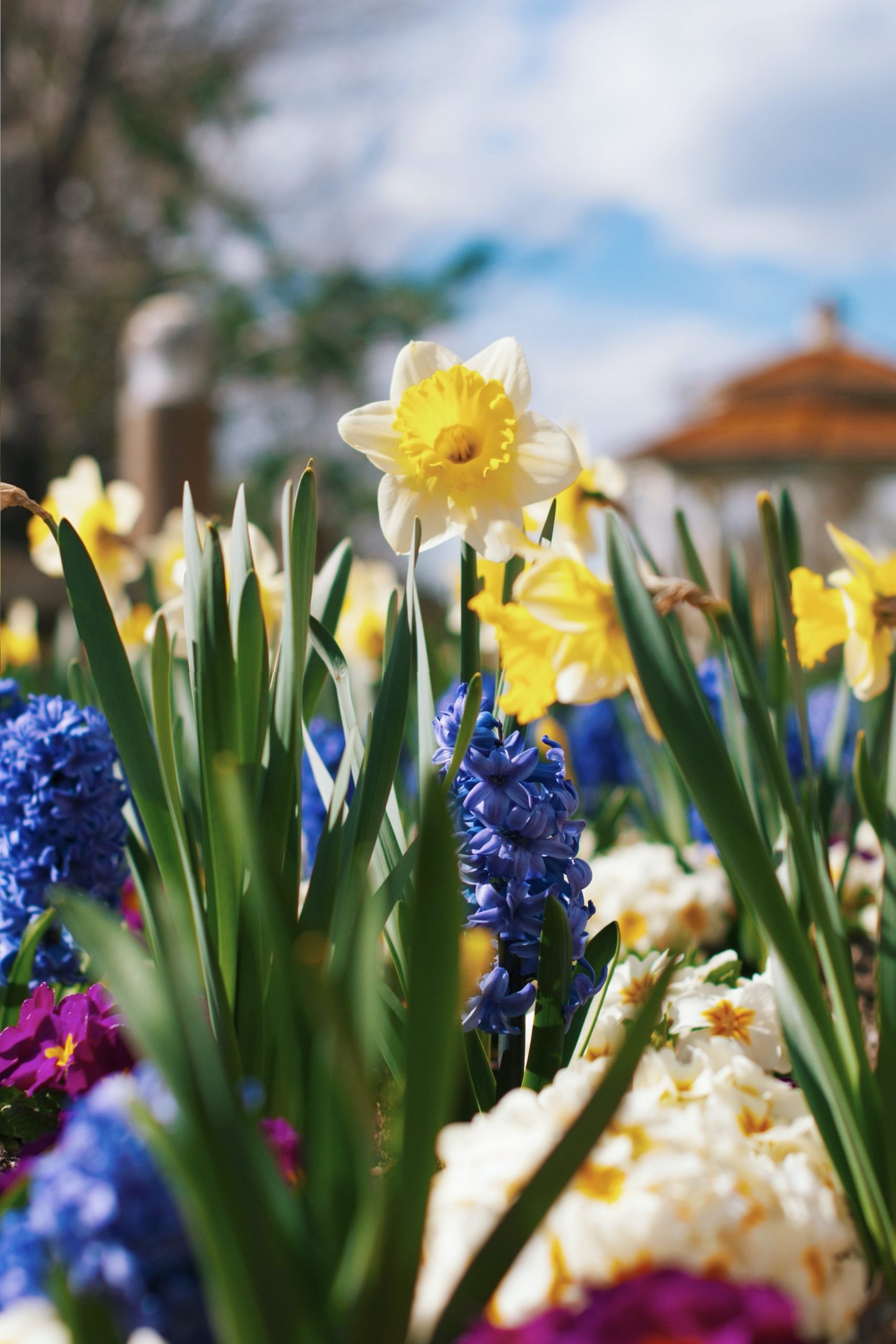 Can You Plant Bulbs In Spring?