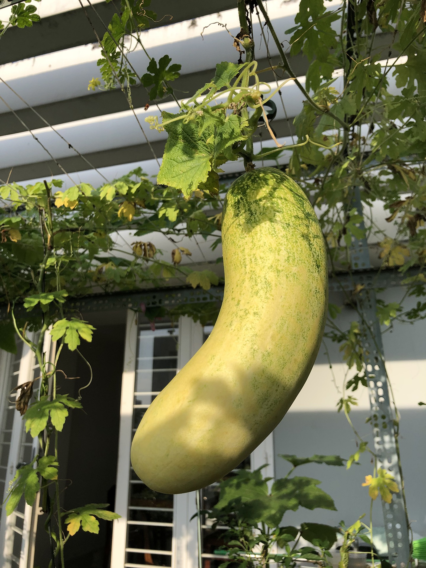 What Makes Cucumber Turn Yellow? And Are They Still Edible?