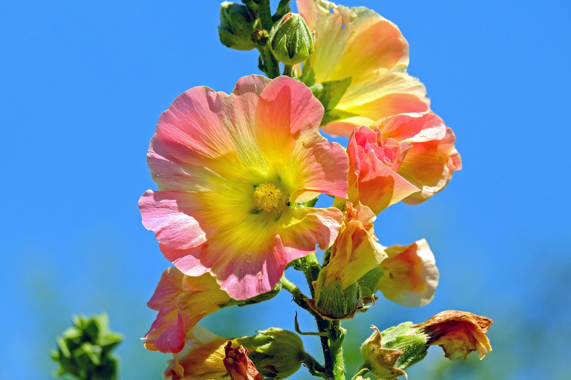 » Are Hollyhocks Poisonous? Can I touch Them?