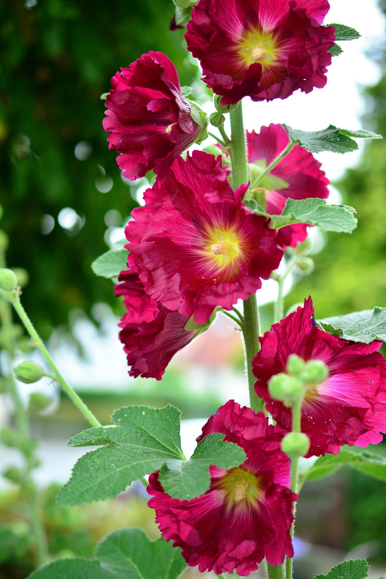 Are Hollyhocks Poisonous? Can I touch Them?