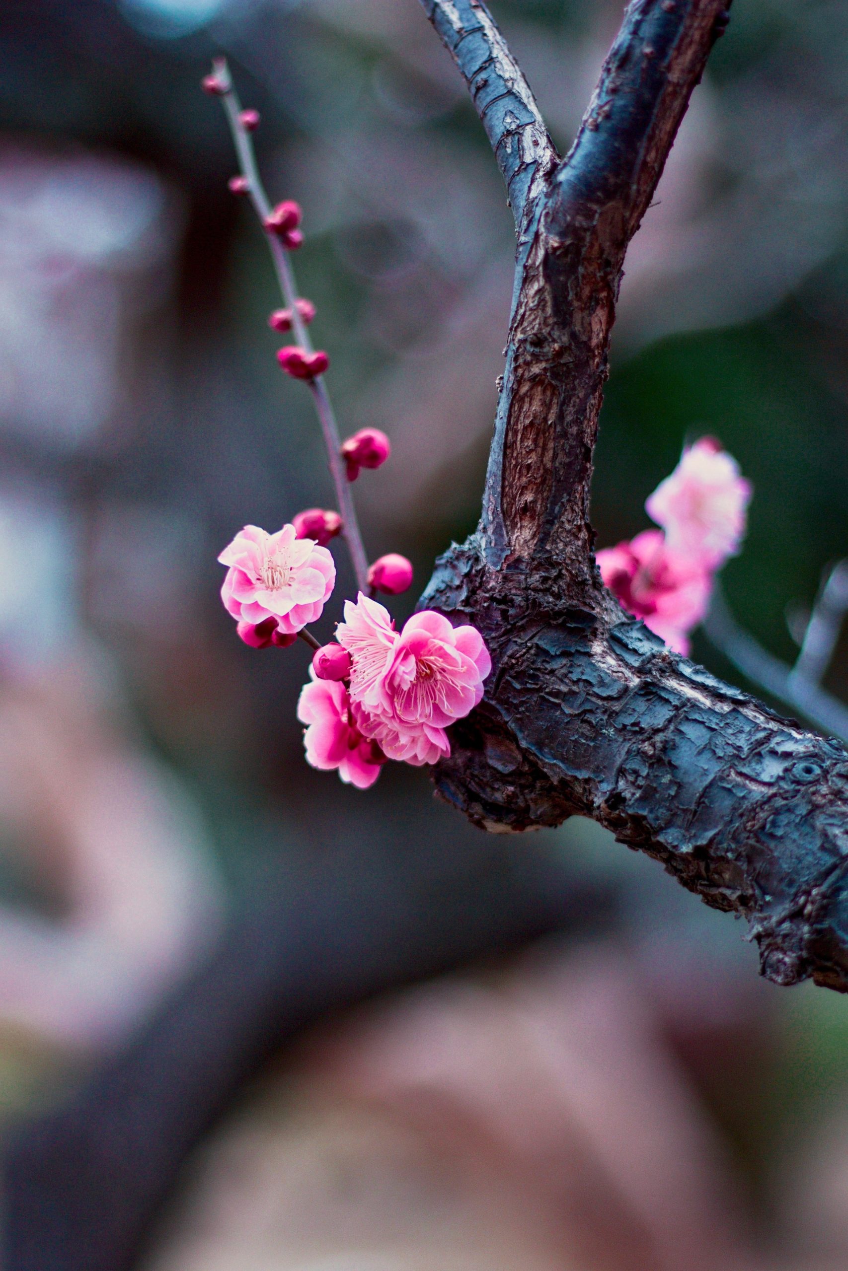 When Do Apricot Trees Bloom? (Does It Vary With Different Cultivars?)