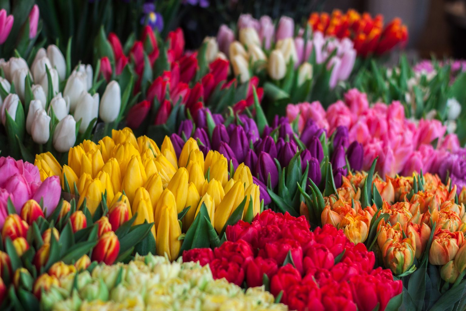 » Do Tulips Bloom More Than Once in the Same Season?