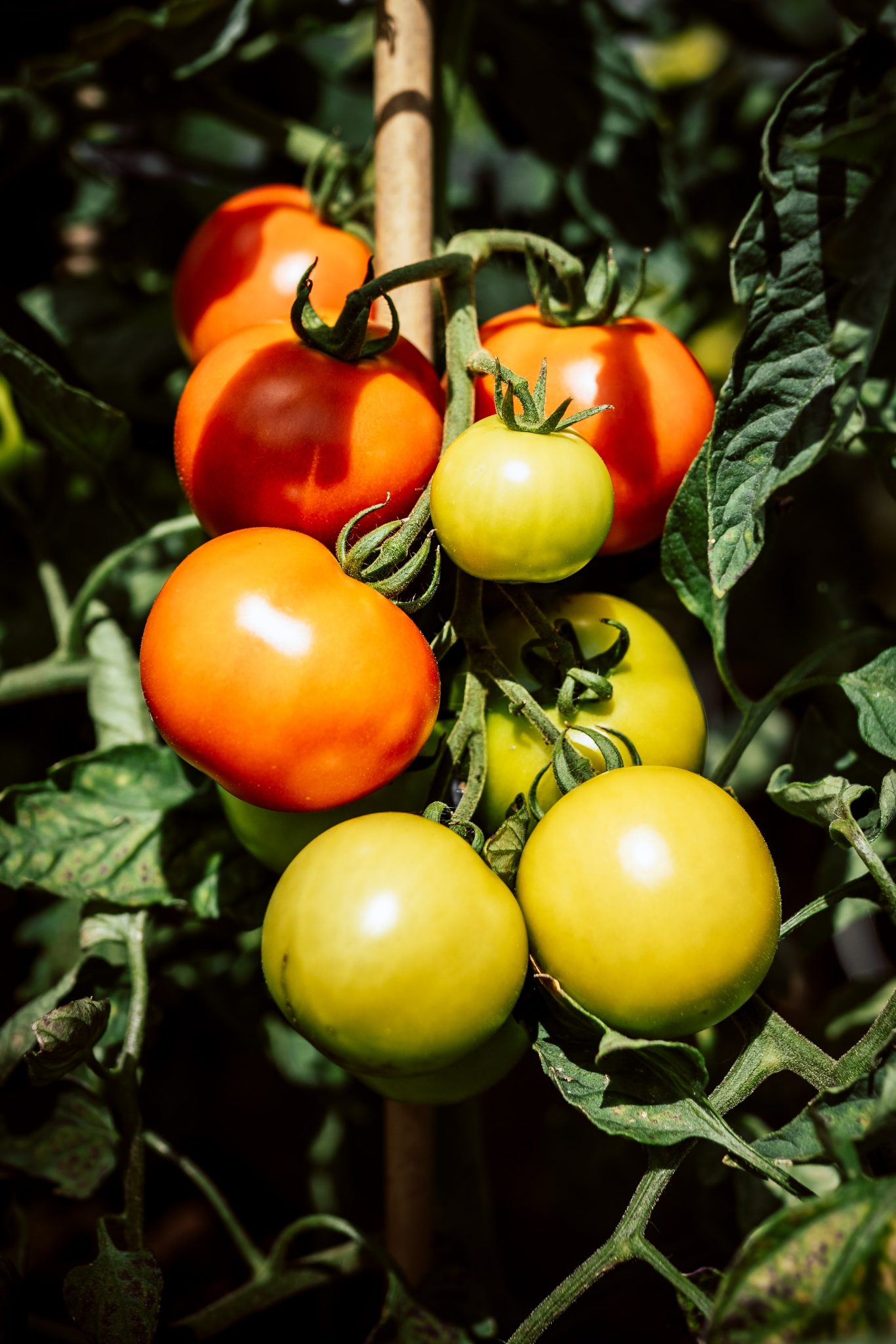 can-you-plant-seeds-from-a-store-bought-tomato-is-it-possible