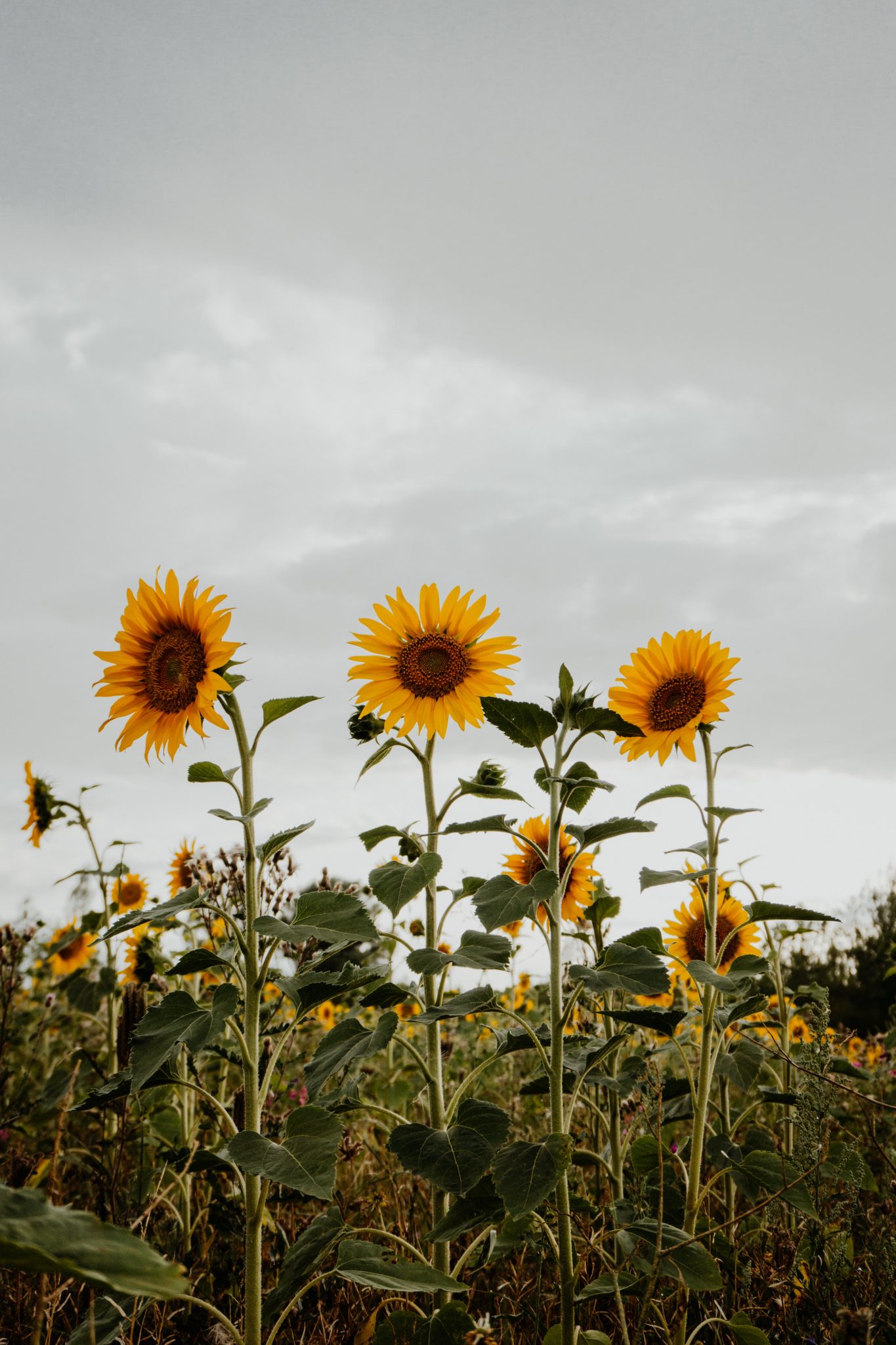 » What’s The Difference Between A Daisy And A Sunflower?