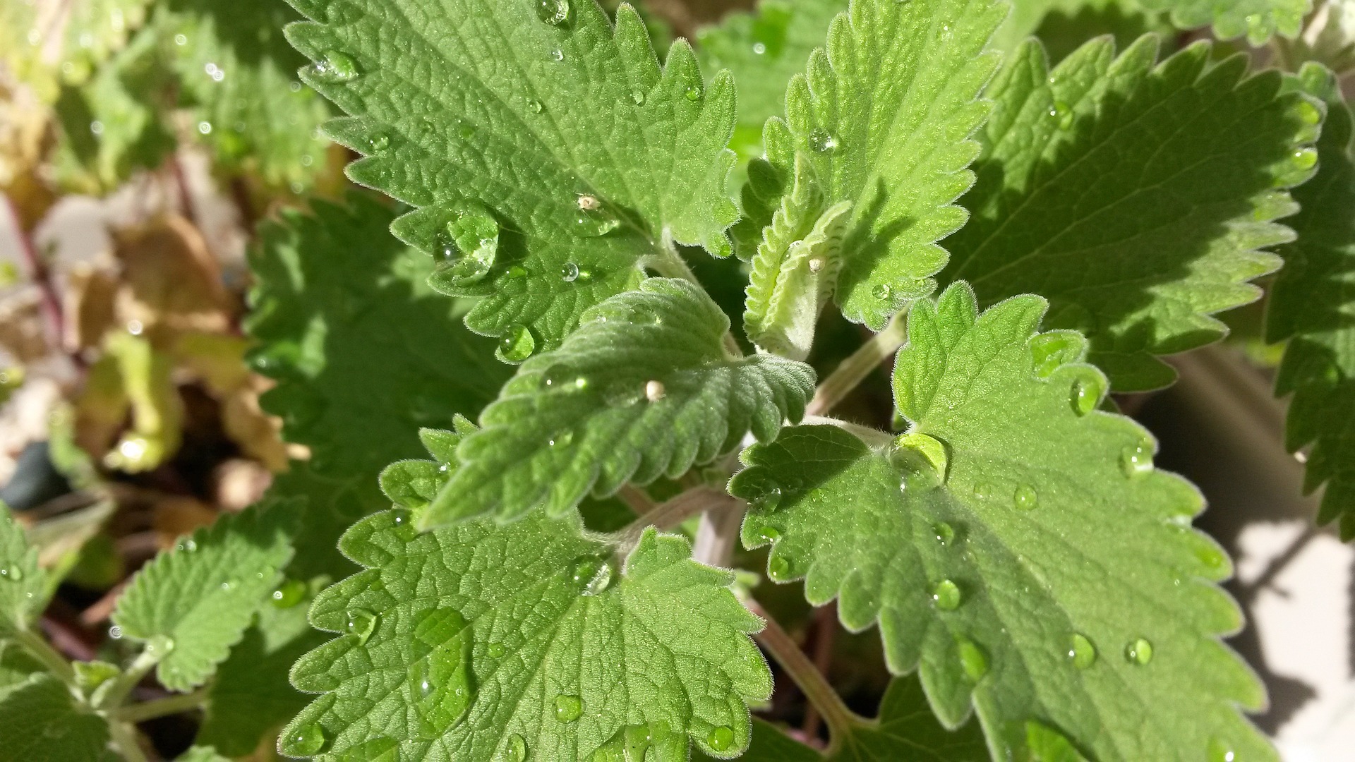 Is Catmint Edible? If So, What Is It Used For?