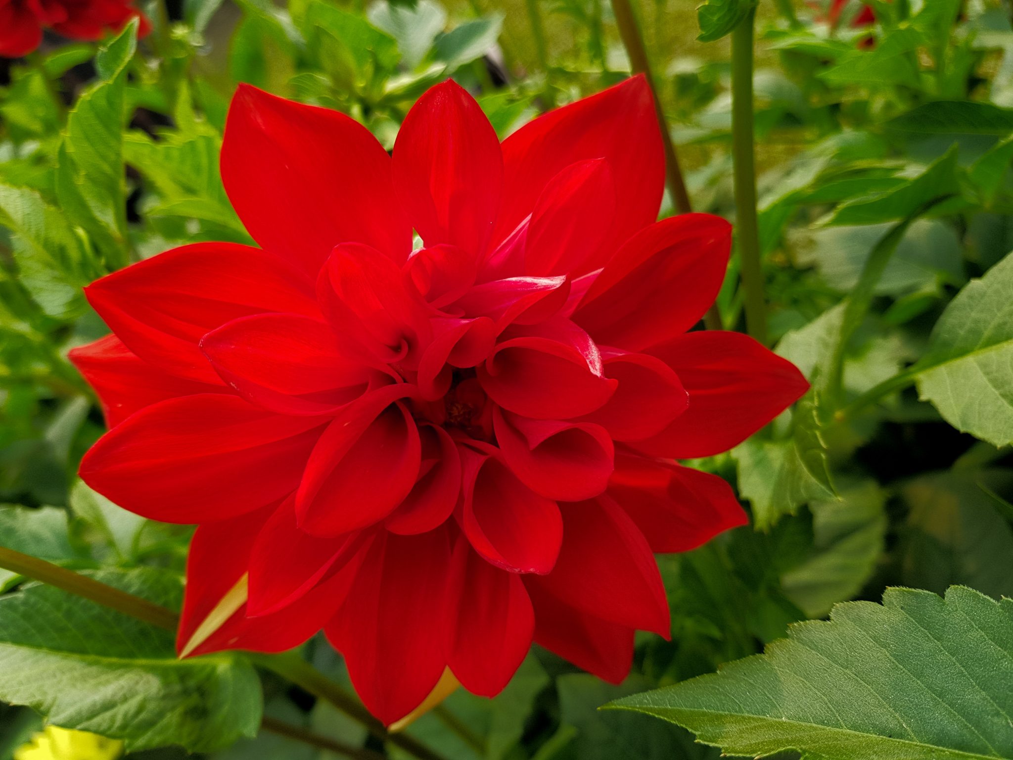 » Are Zinnia And Dahlias The Same Plant? What’s The Difference?