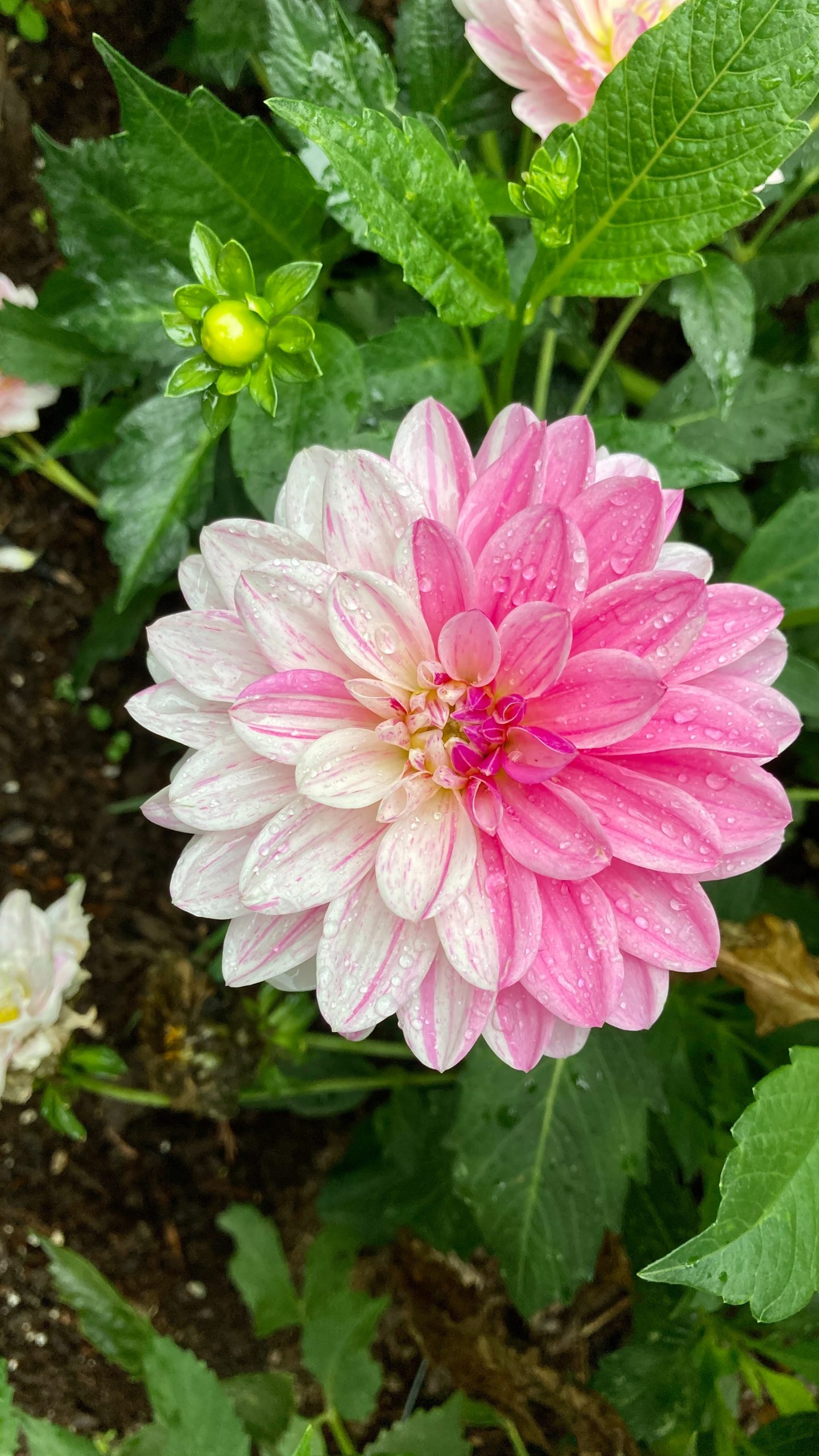 How To Tell If Dahlia Tubers Are Dead?