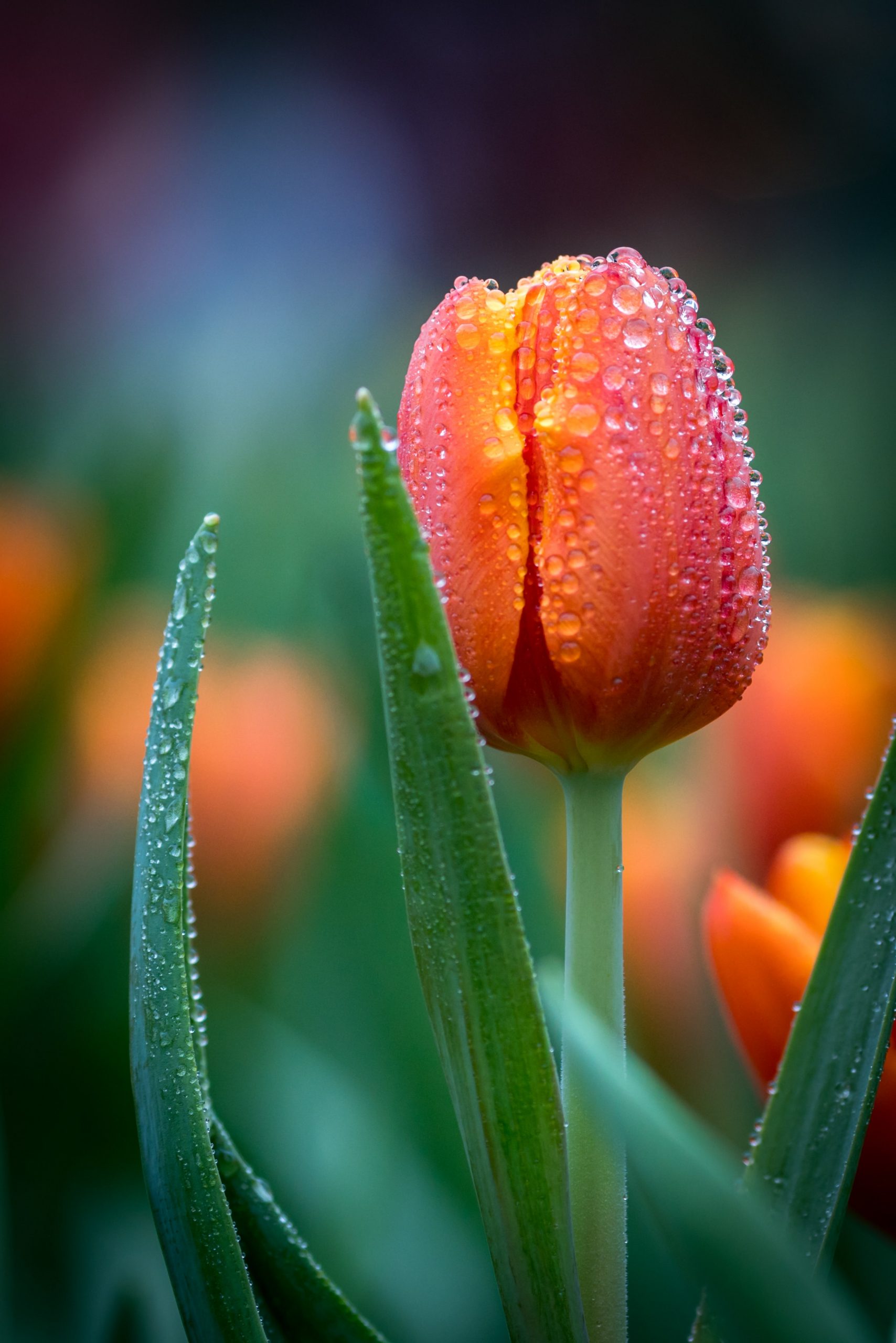 » Do Tulips Bloom More Than Once in the Same Season?