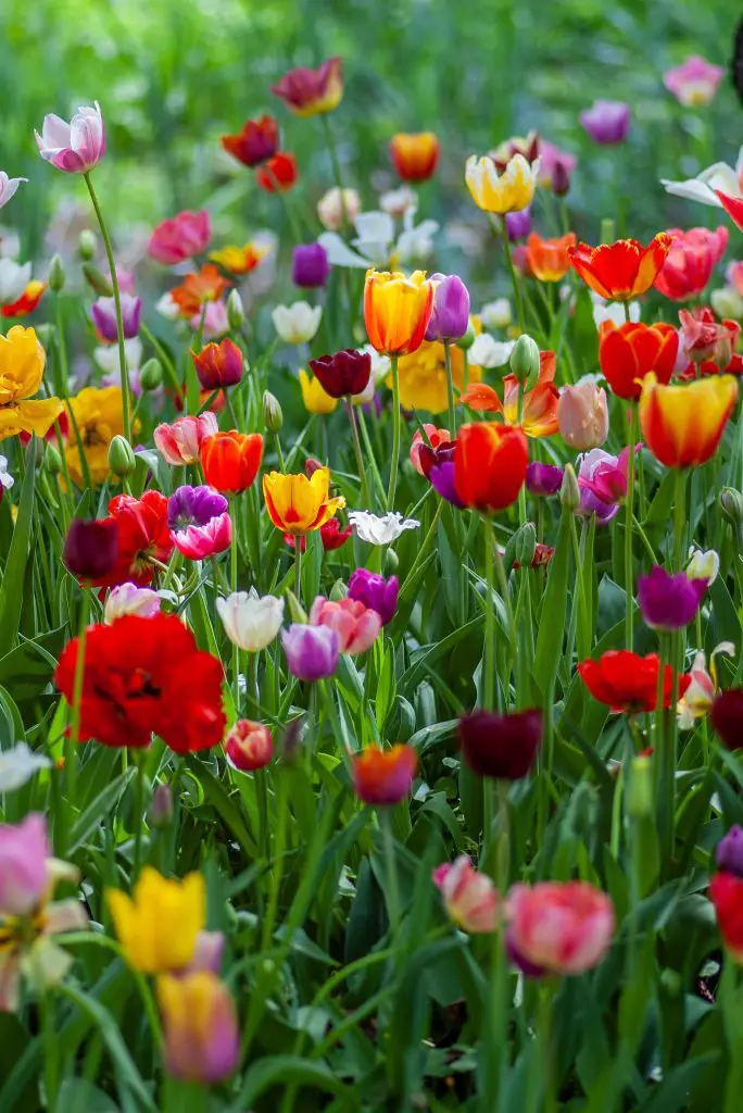 Do Tulips Bloom More Than Once in the Same Season?
