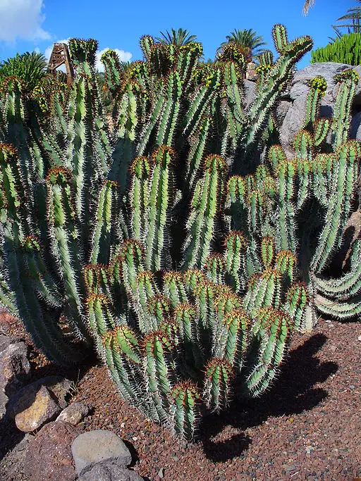 Is The Such A Thing As A Euphorbia Cactus?