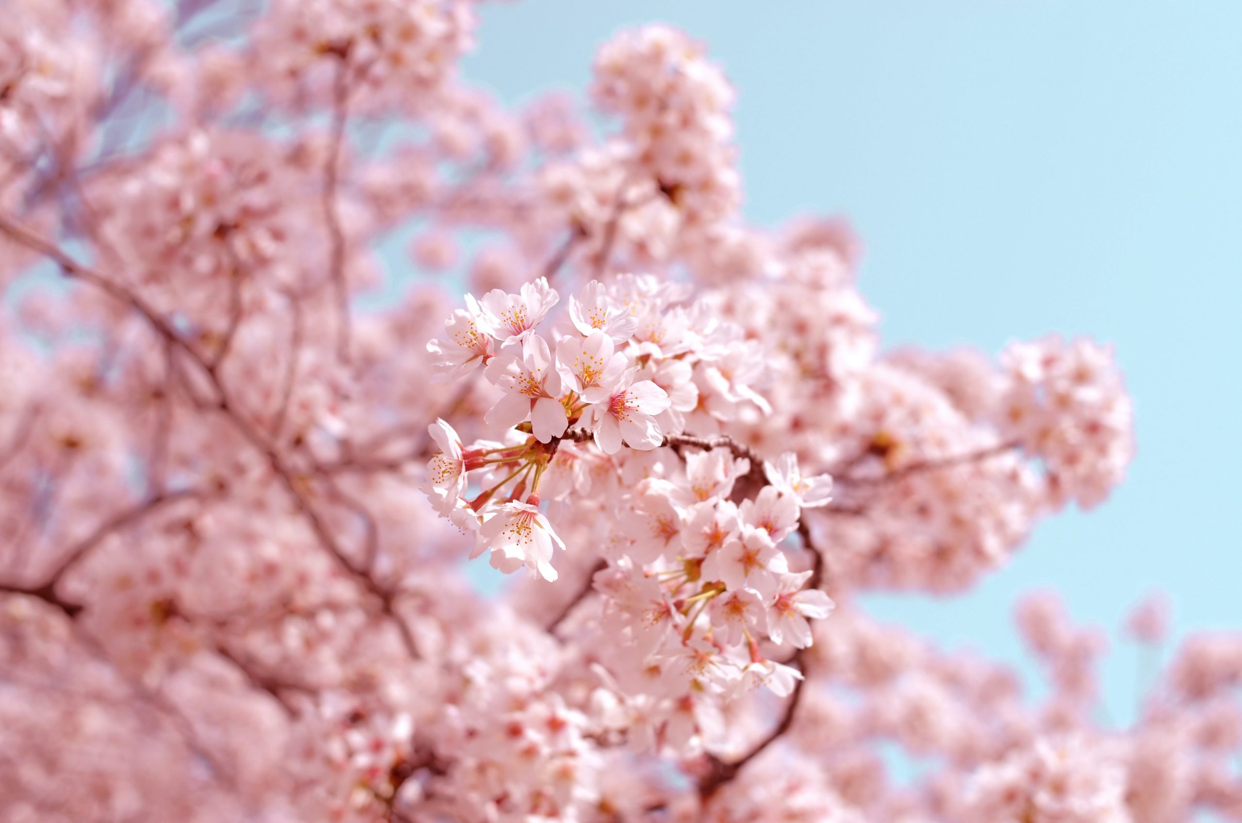What Is The Difference Between A Cherry Blossom And A Cherry Tree?