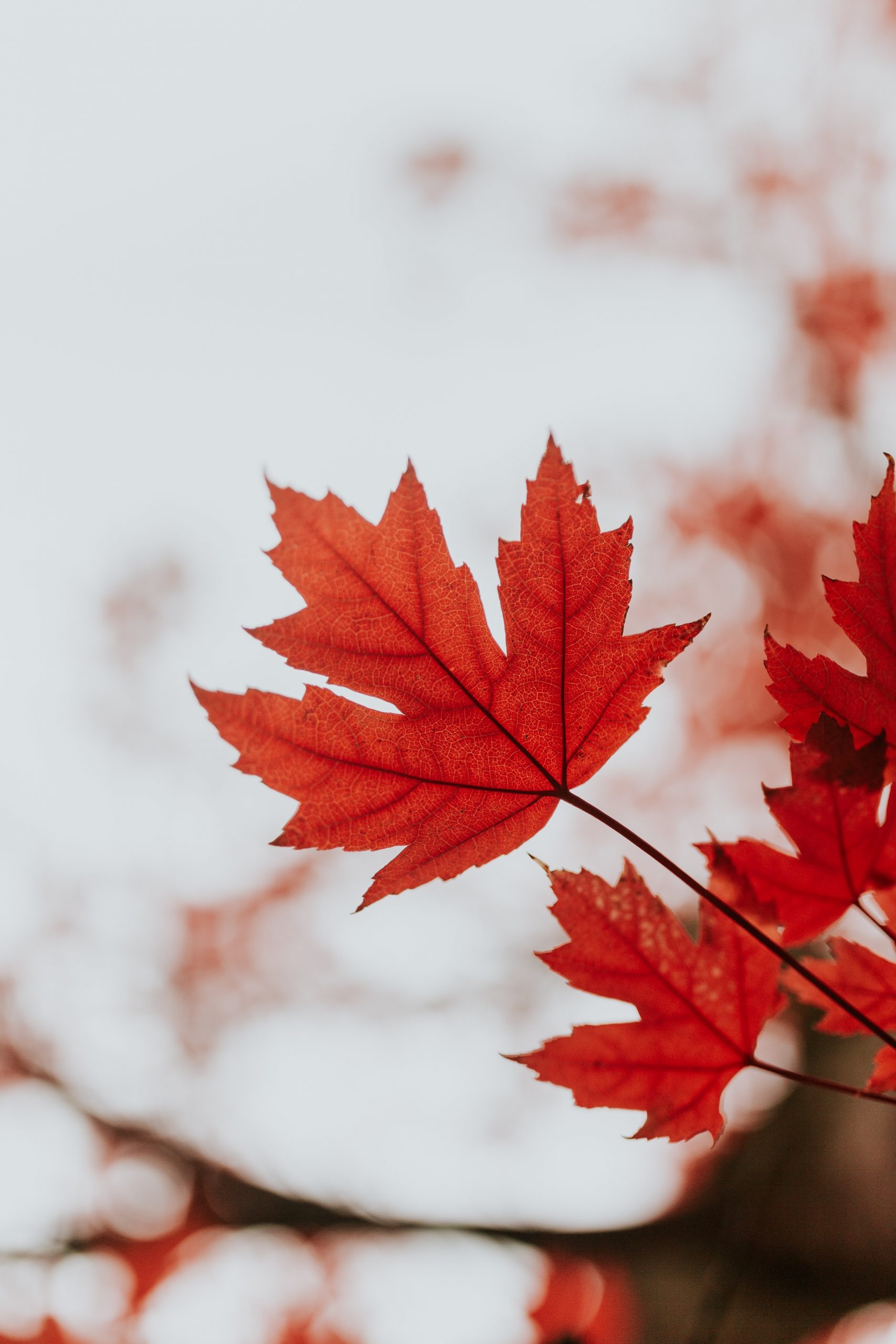 What Is A Chinese Maple? How Does It Differ From Other Maple Trees?