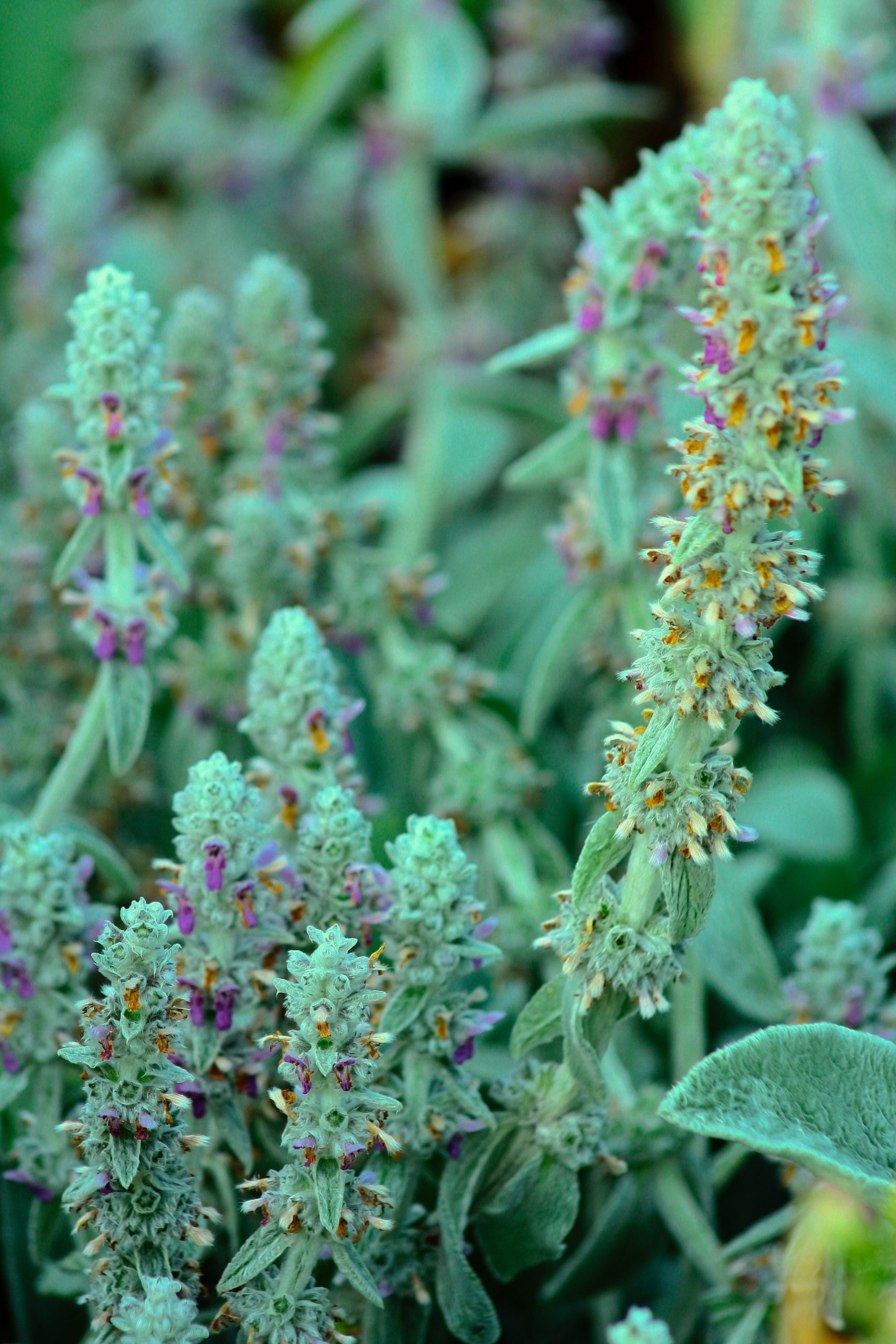 Is Lamb’s Ear A Succulent? If Not What Is It?