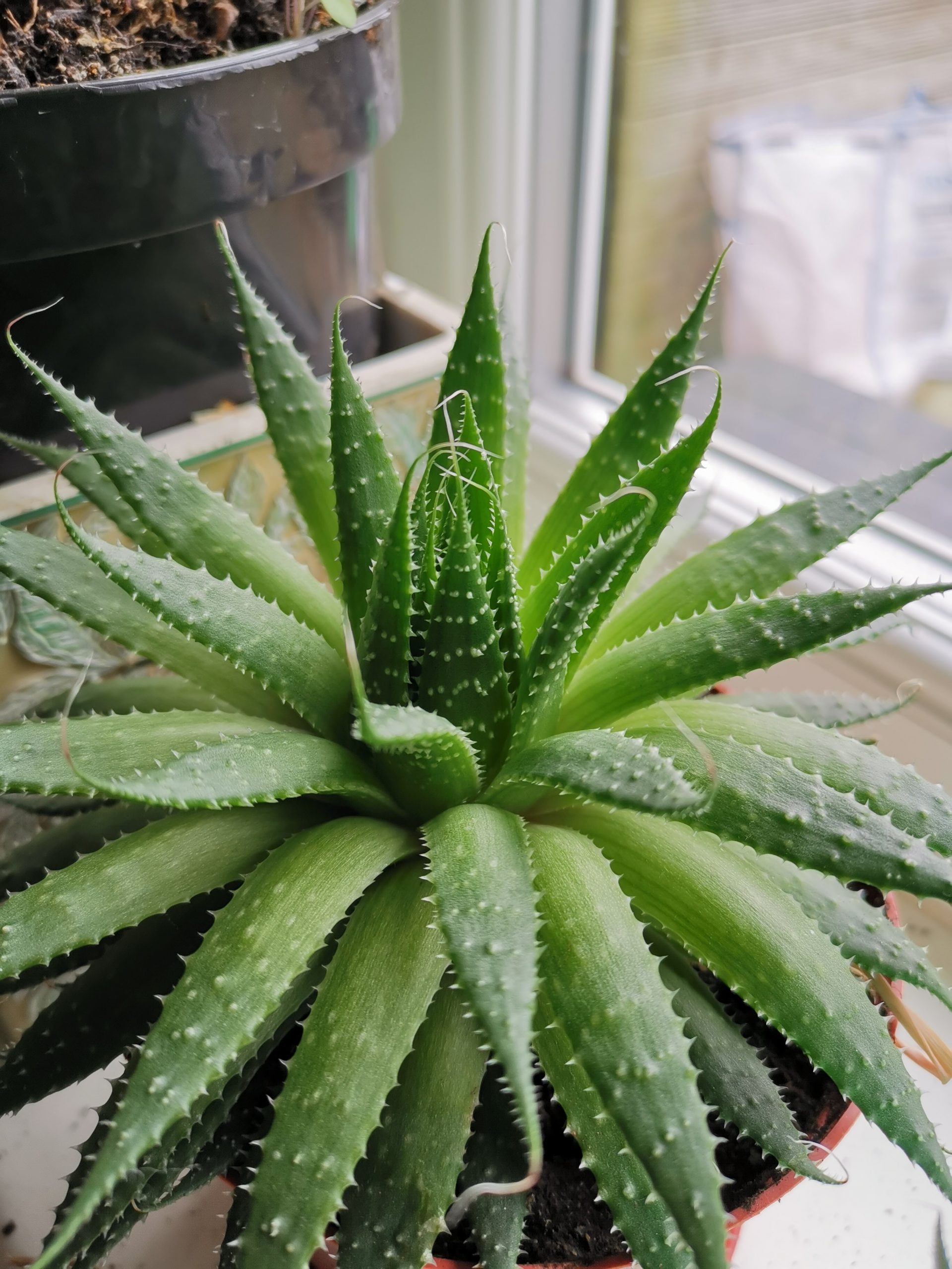 What Is The Difference Between Cactus And Aloe Vera?