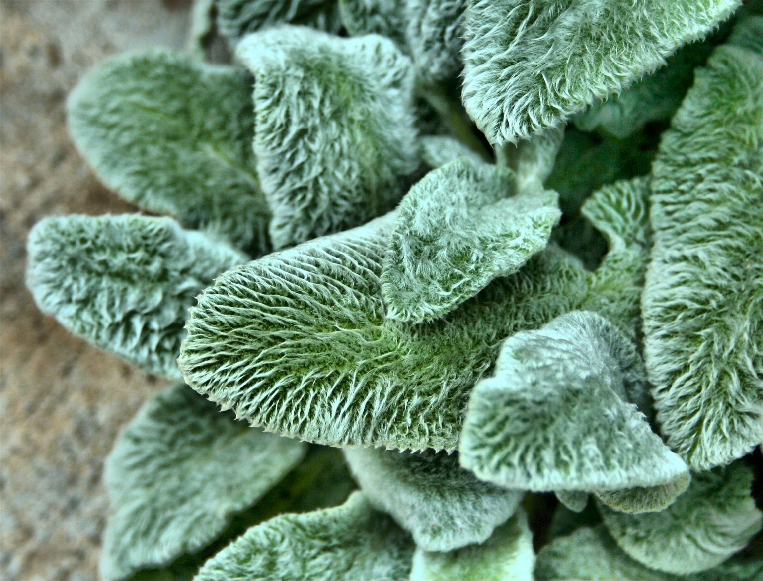 » Is Lamb’s Ear A Succulent? If Not What Is It?