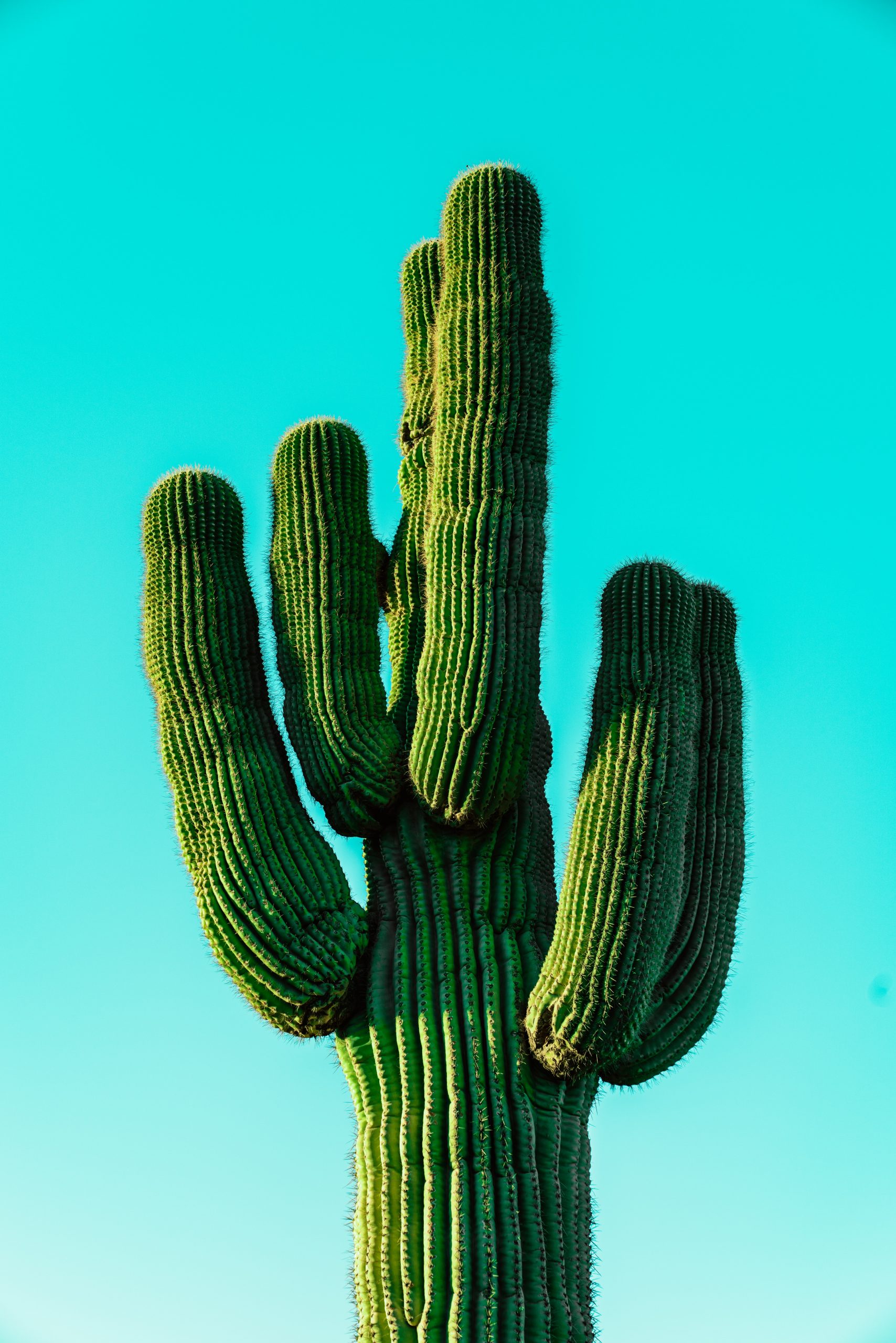 Are Cactus Considered Trees?
