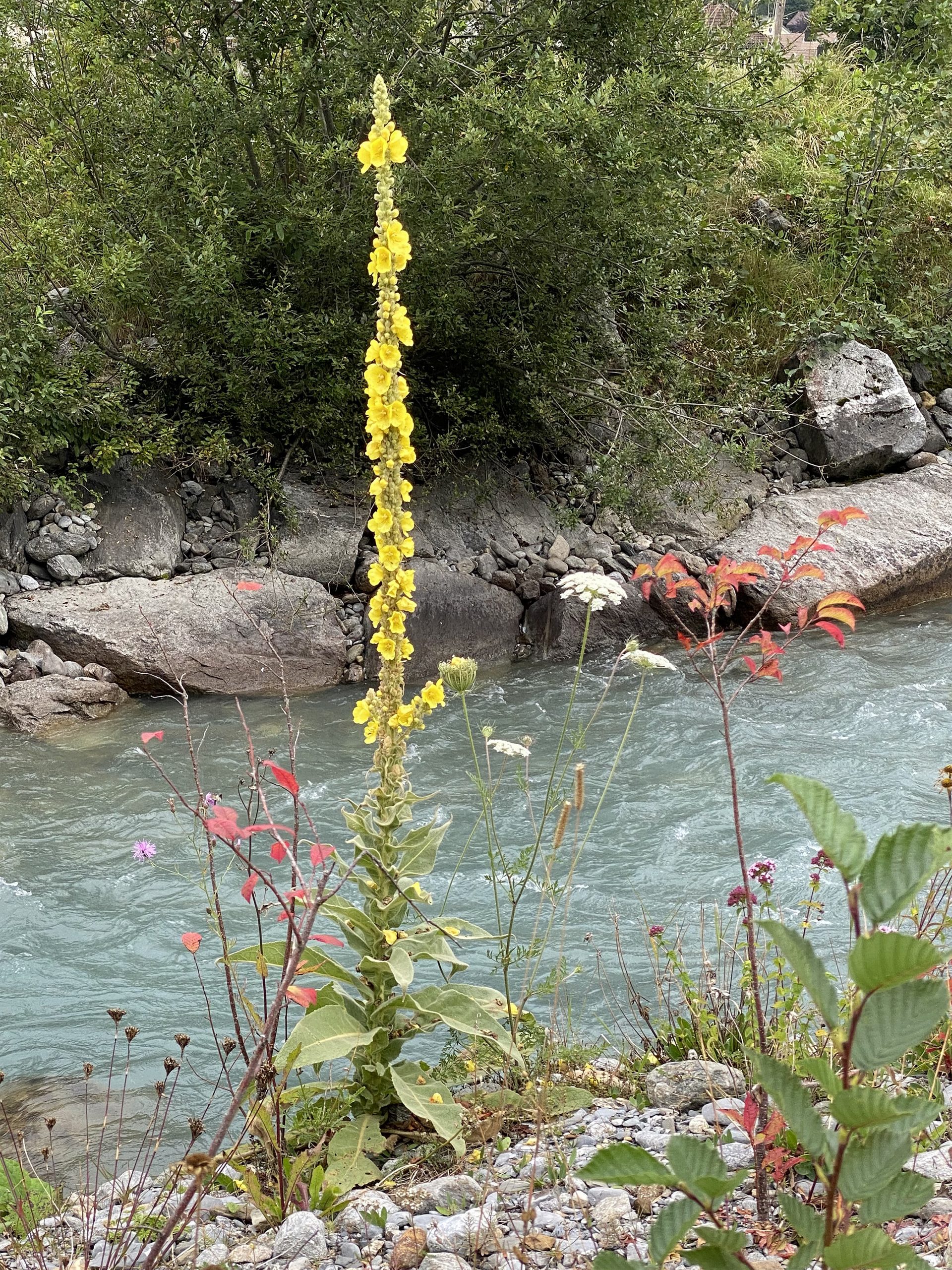 » What Is The Difference Between Lambs Ear and Mullein? Are They Same
