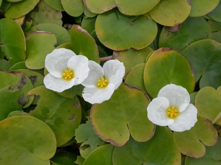 frogbit-vs-duckweed-what-is-the-difference