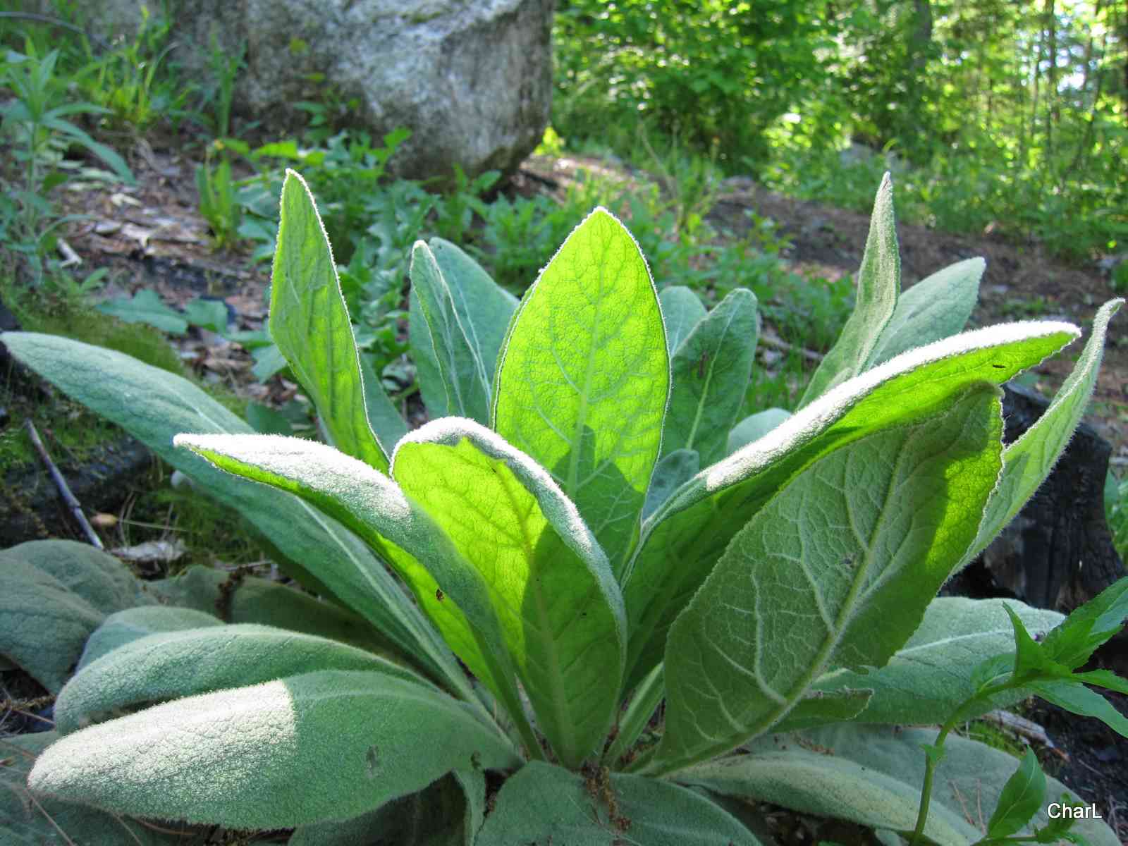 » What Is The Difference Between Lambs Ear and Mullein? Are They Same