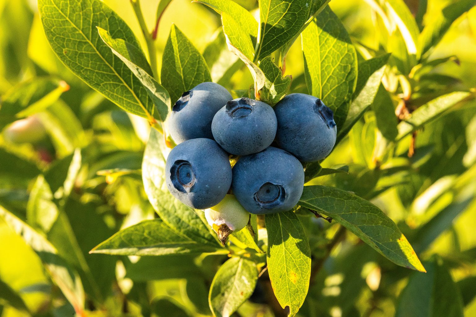 » Blueberries Vs Raspberries What Is The Difference?