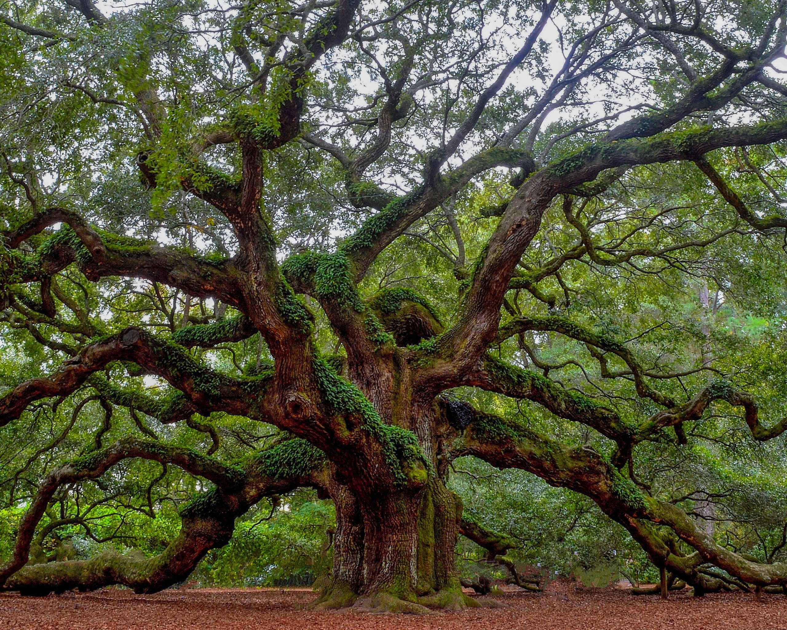How Long Do Oak Trees Live? (Its A Long Time)
