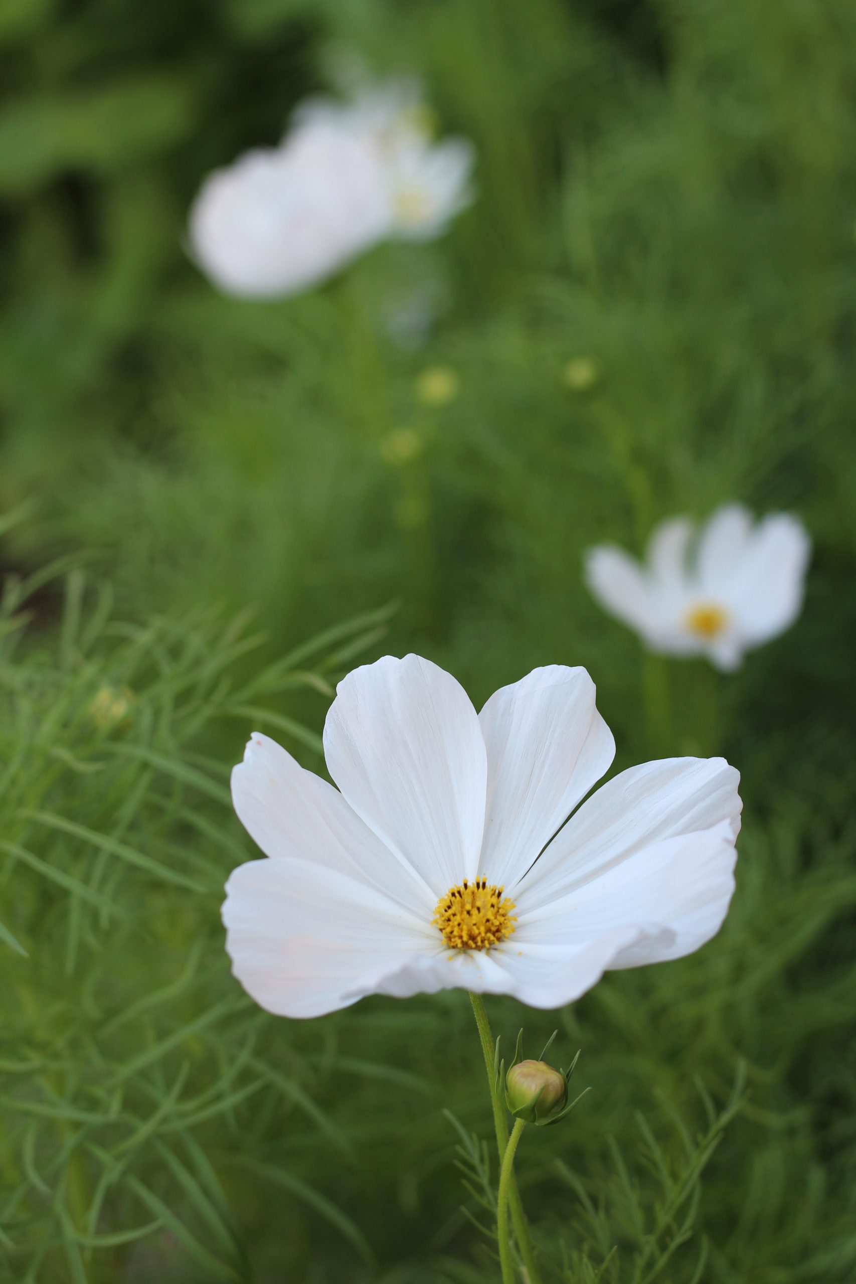 » Are Cosmos Deer Resistant? And How To Protect The Plants.