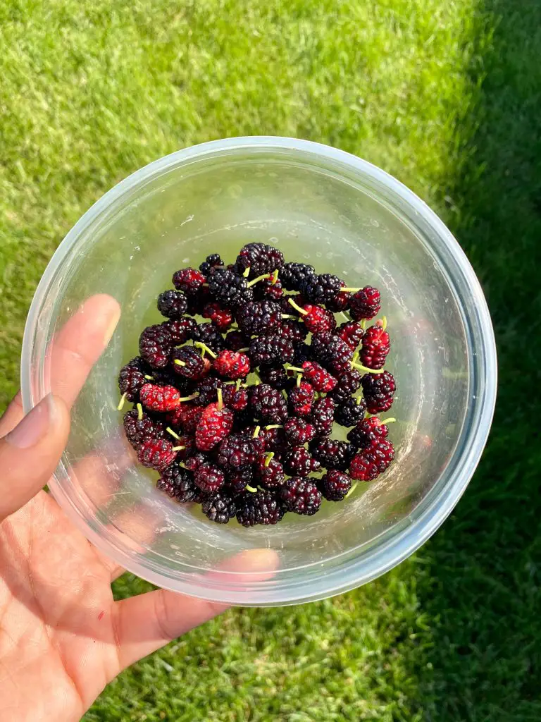Can You Eat Mulberries? Are They Safe?