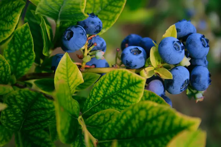 » Blueberries Vs Raspberries What Is The Difference?