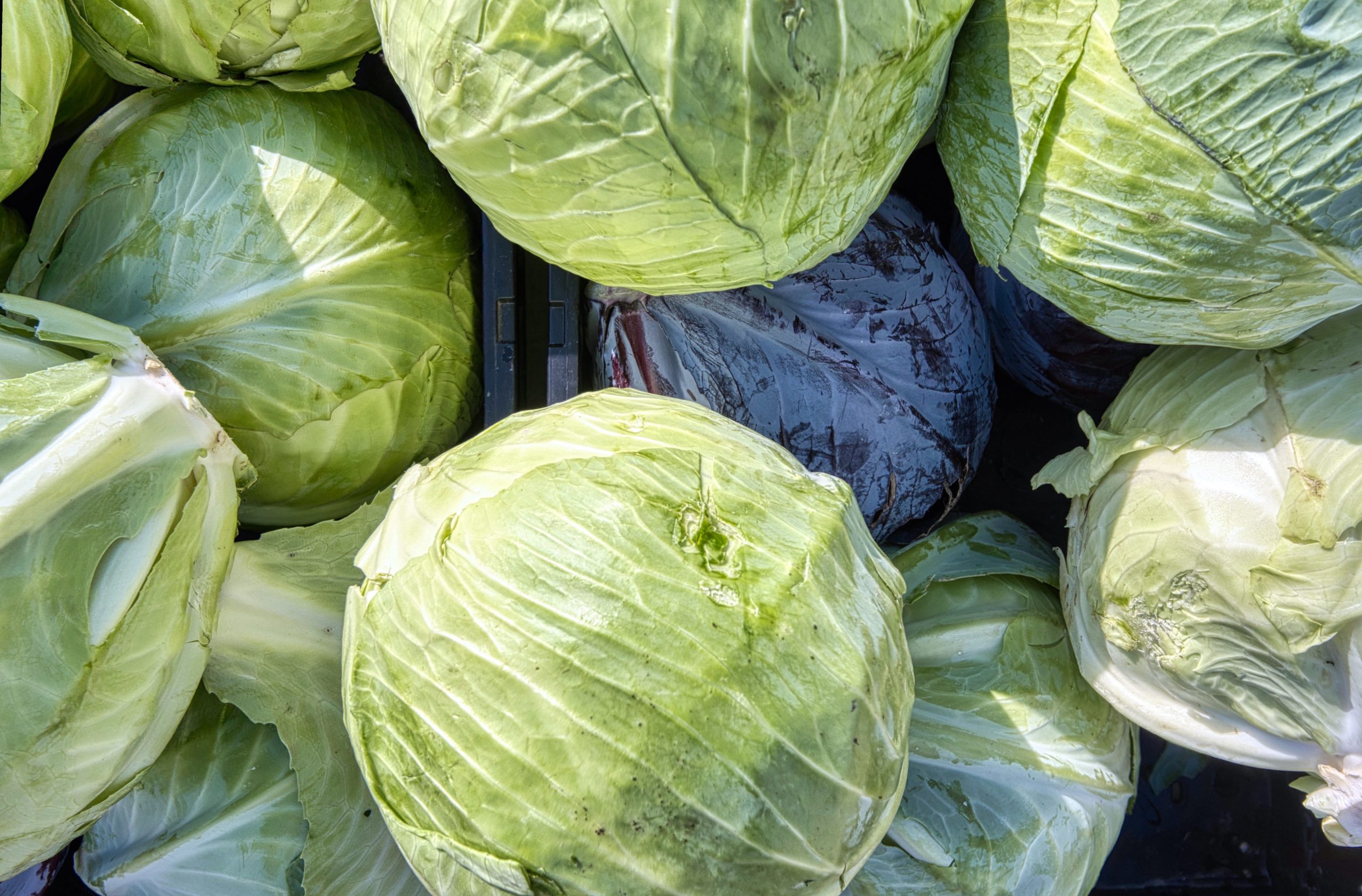 How Can You Tell The Difference Between Cabbage And Lettuce?