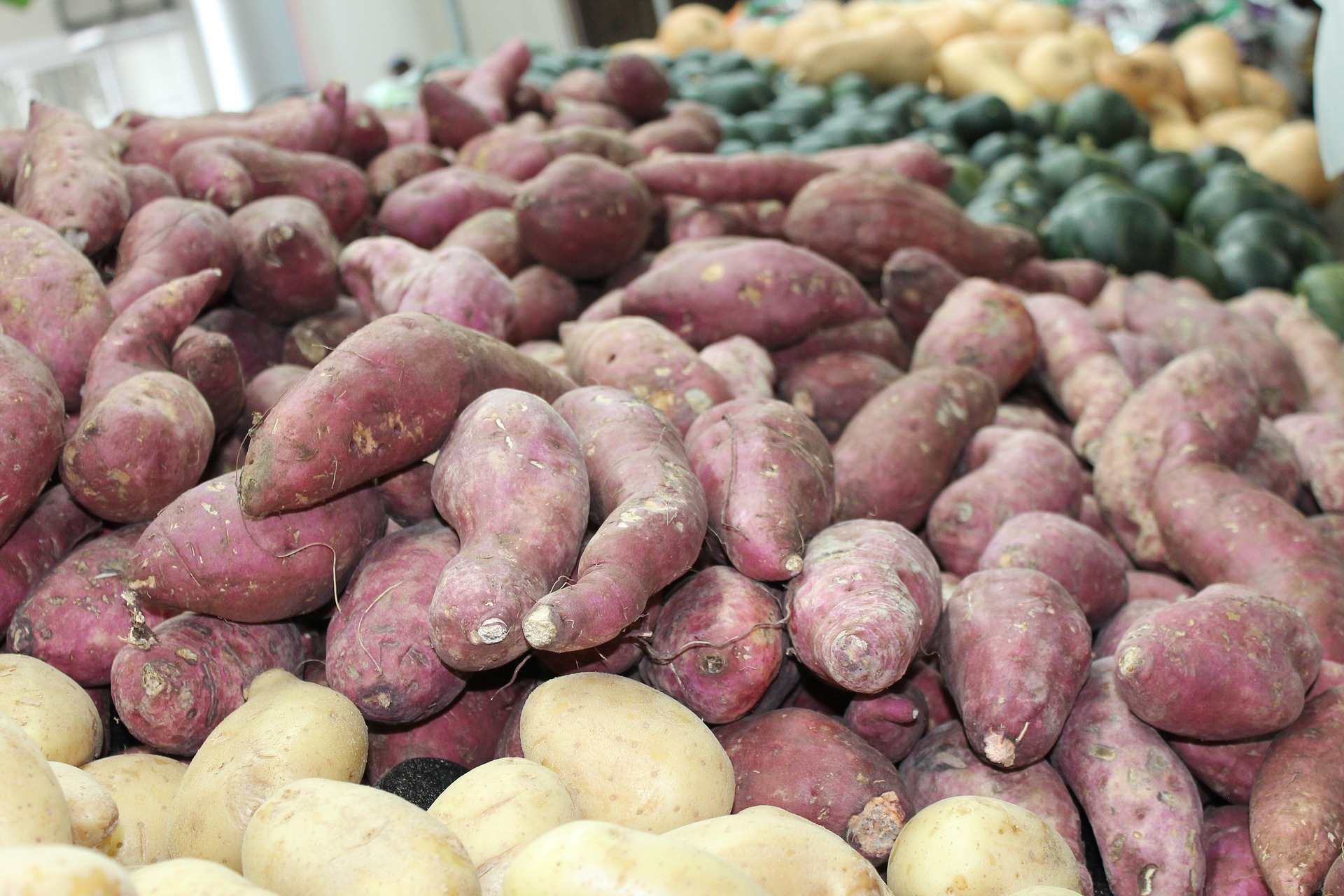 How Many Sweet Potatoes Does One Plant Produce?