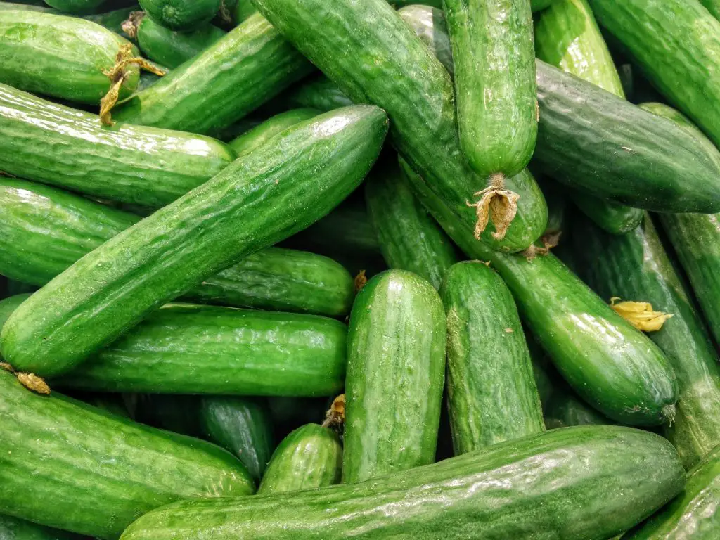 Why Do My Cucumbers Bloom But Dont Produce?