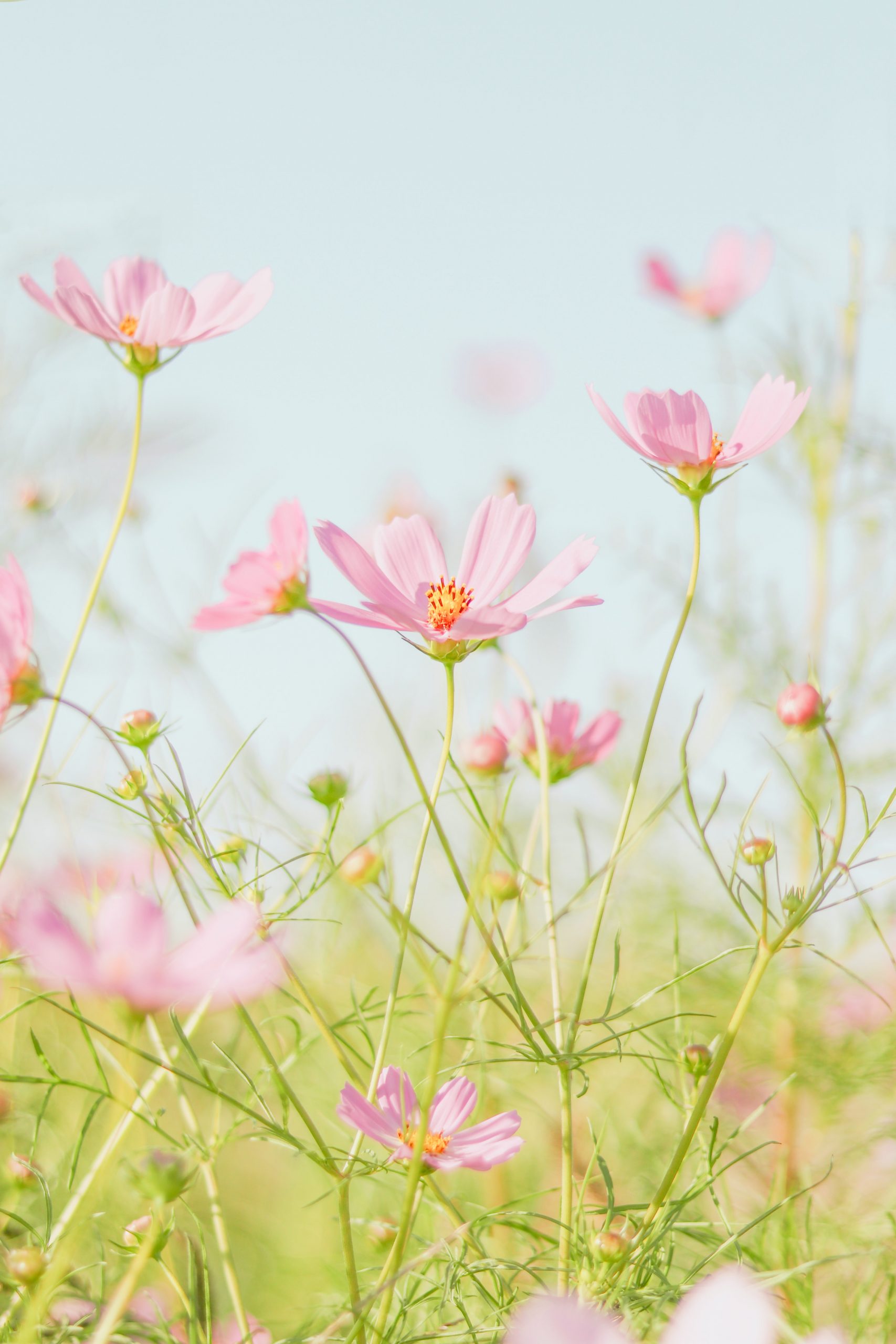 Are Cosmos Deer Resistant? And How To Protect The Plants.