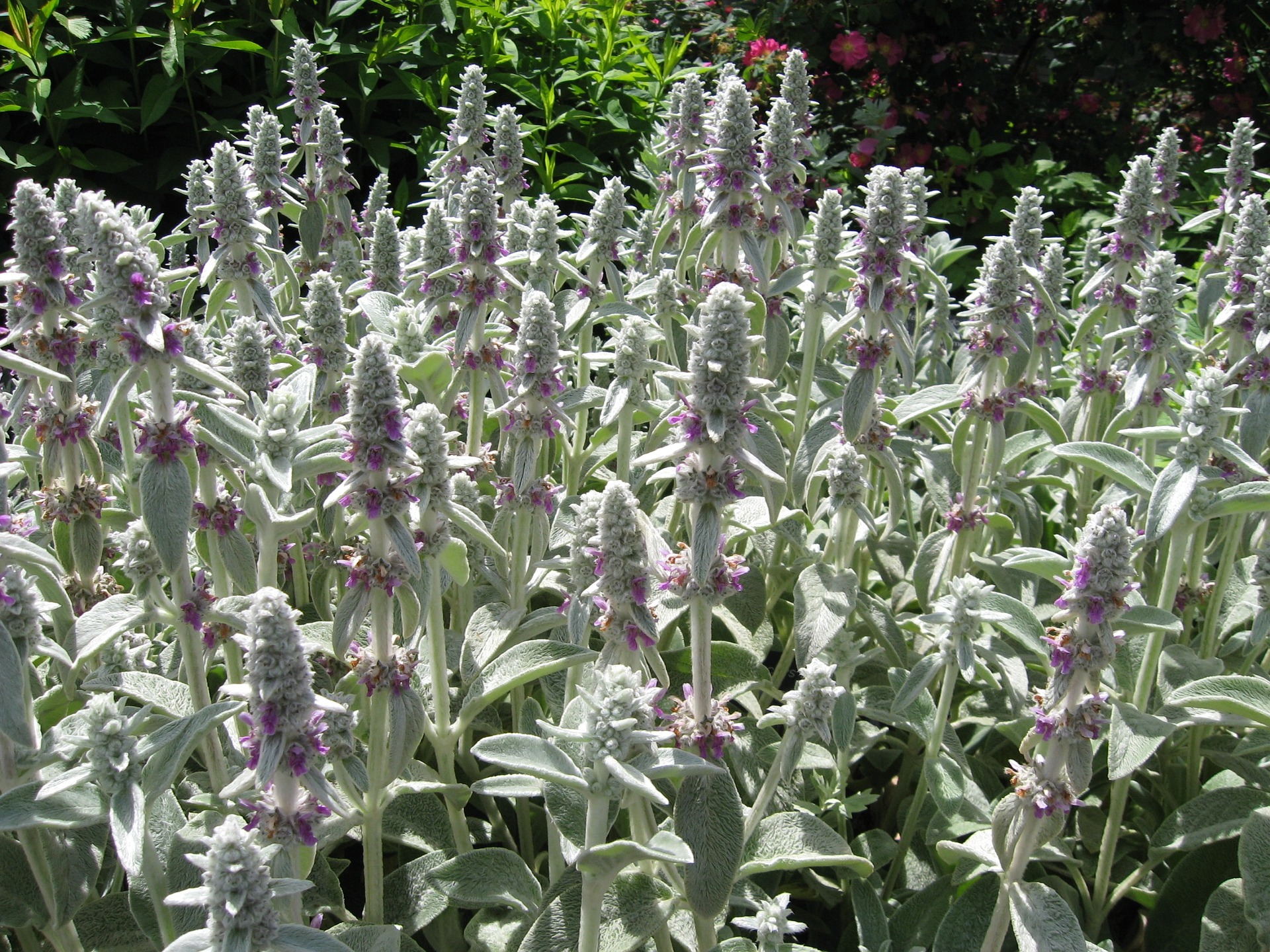 What Is The Difference Between Lambs Ear and Mullein? Are They Same Thing?