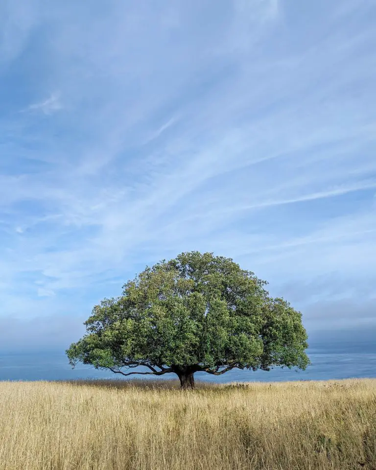 » How Long Do Oak Trees Live? (Its A Long Time)