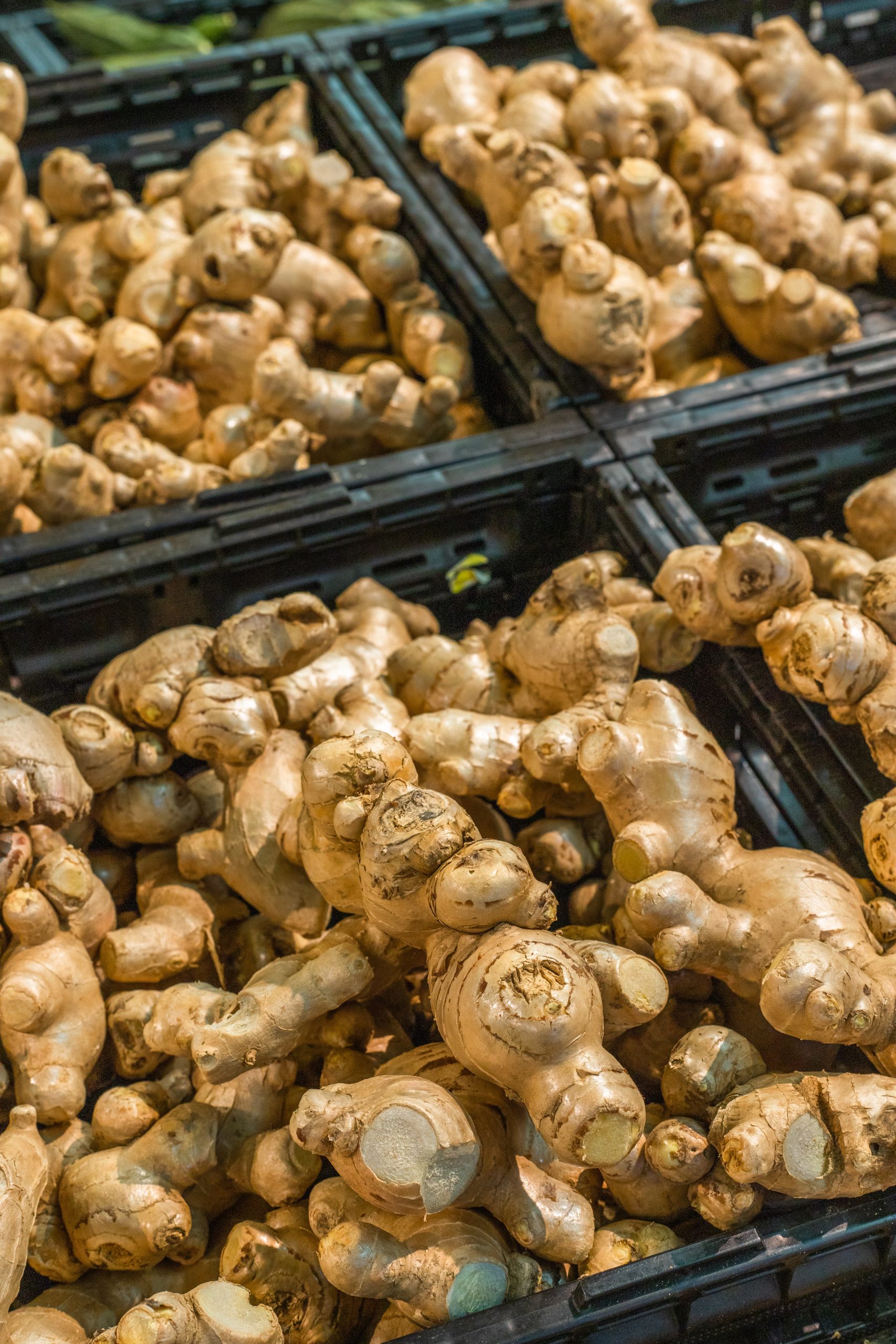 What Is Ginger A Root Or Stem?