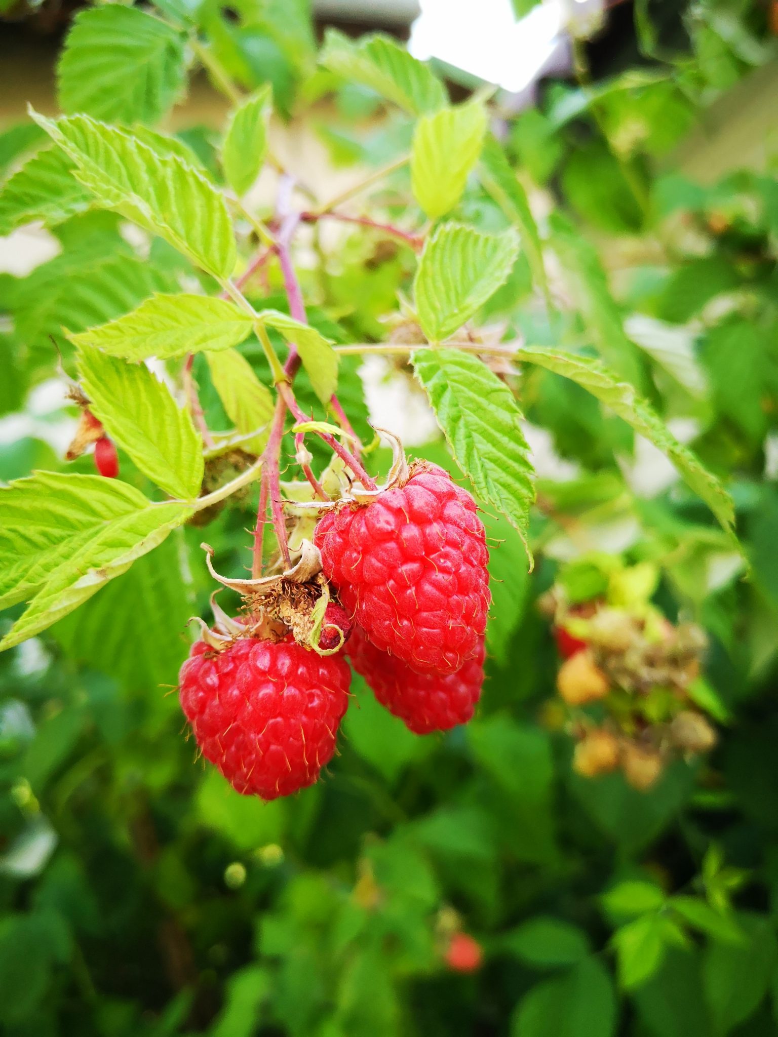 » Blueberries Vs Raspberries What Is The Difference?
