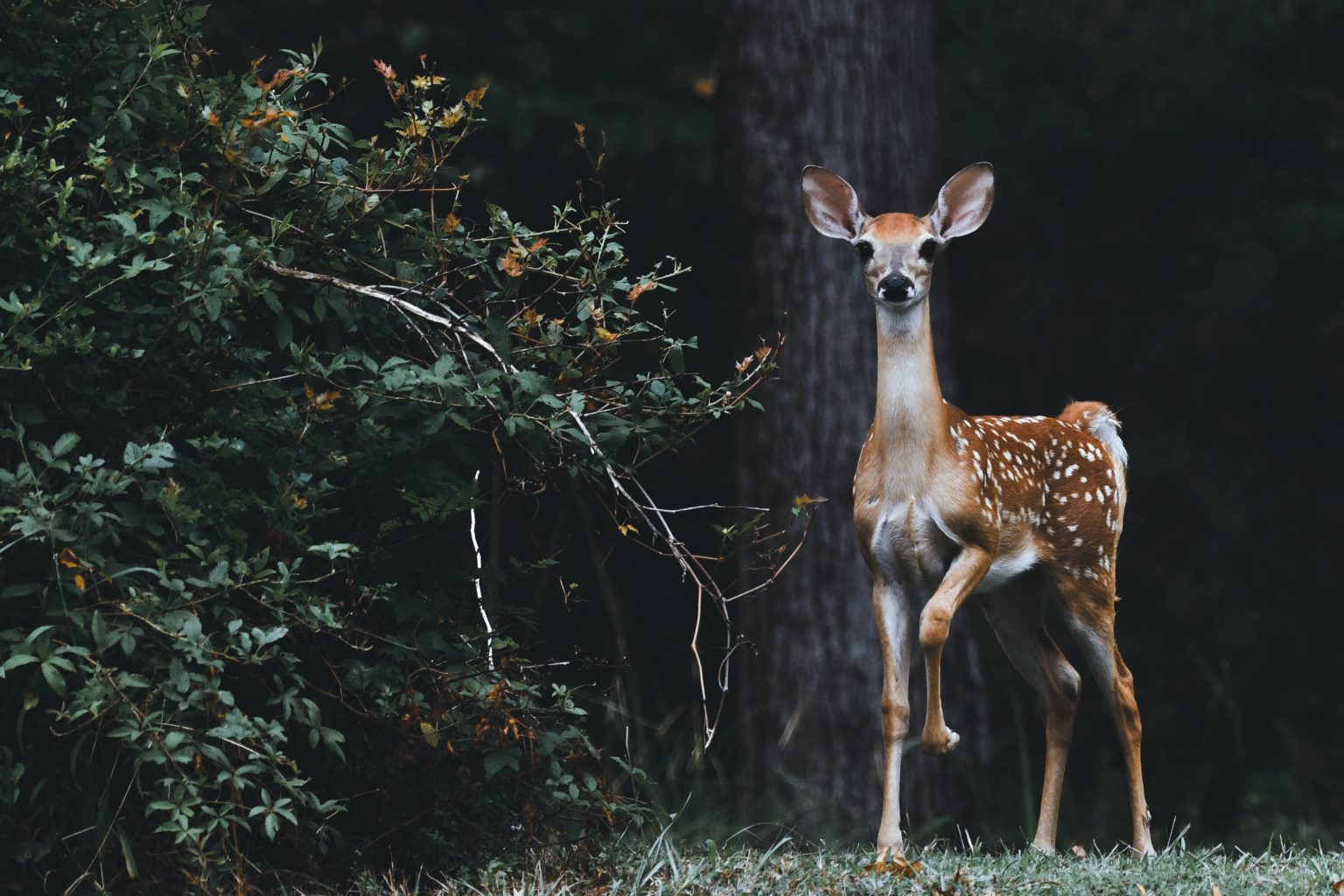 » Are Raspberries Deer Resistant? (And How To Protect Them)
