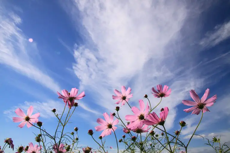 » Are Cosmos Deer Resistant? And How To Protect The Plants.