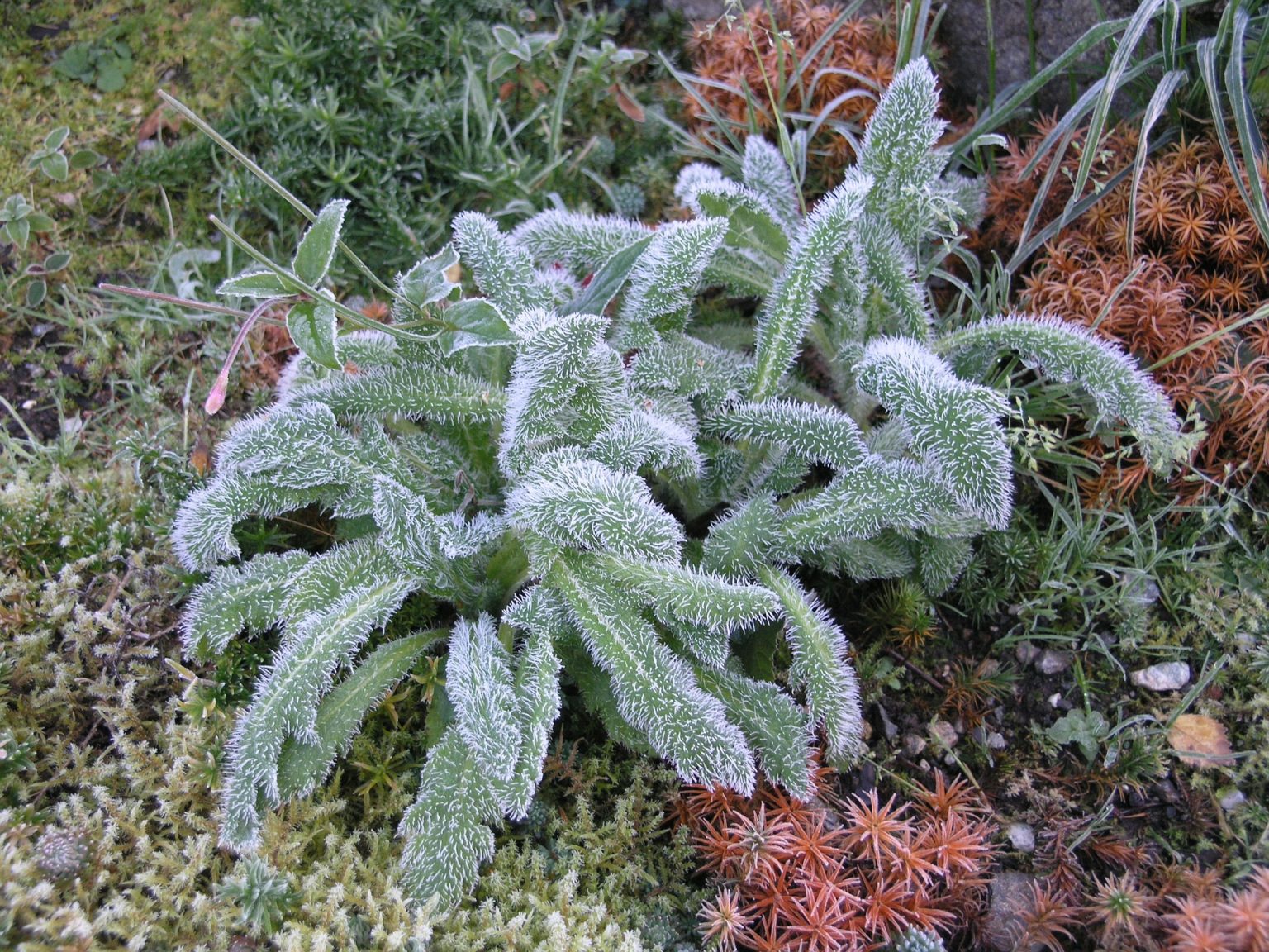 » What Is The Difference Between Lambs Ear and Mullein? Are They Same