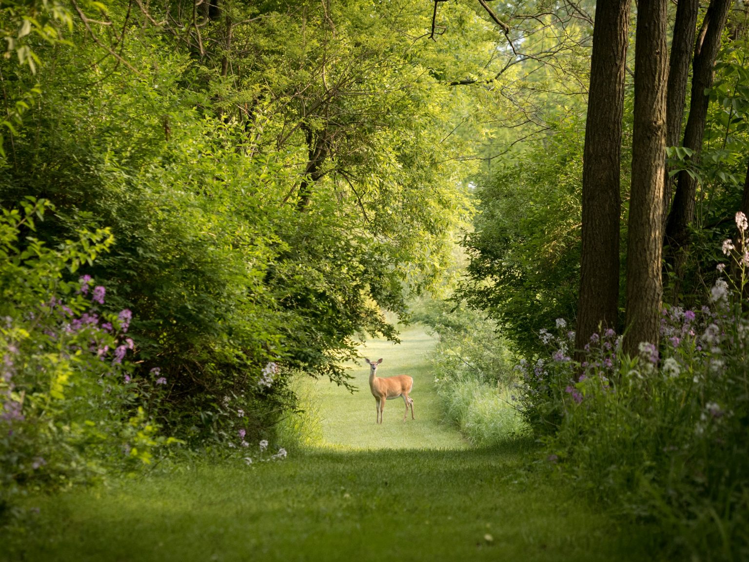 » Do Deer Eat Azaleas? What Can I Do About It?