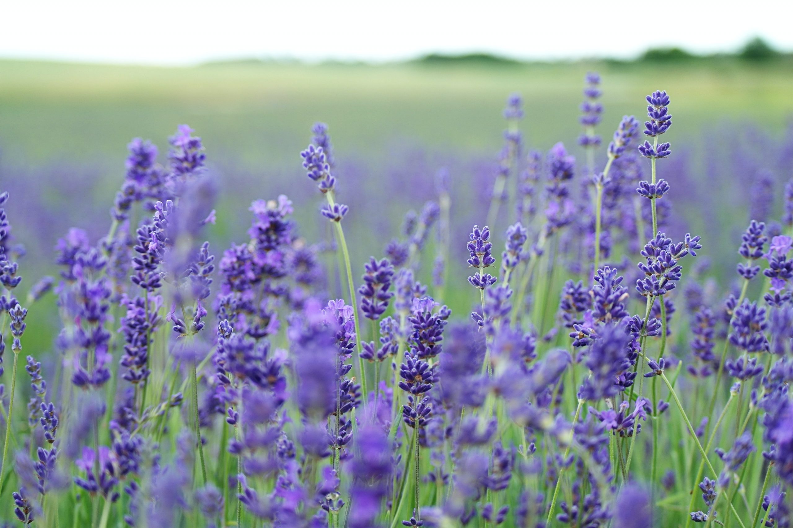 Lavender Vs Catmint: What’s The Difference? 
