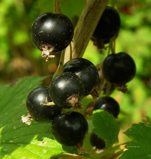 » Blackberries Vs Black Currants What’s The Difference?
